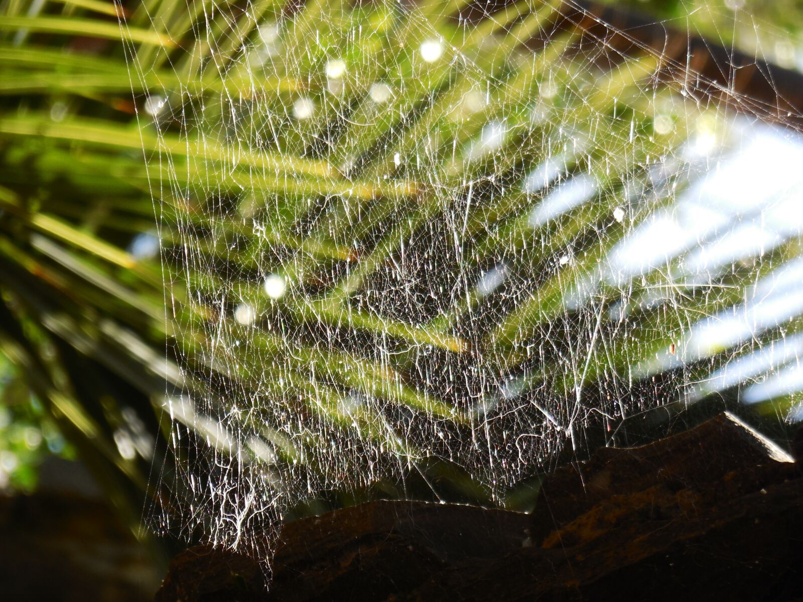 Nikon Coolpix S6500 sample photo. Cobweb, plant, dewdrop photography
