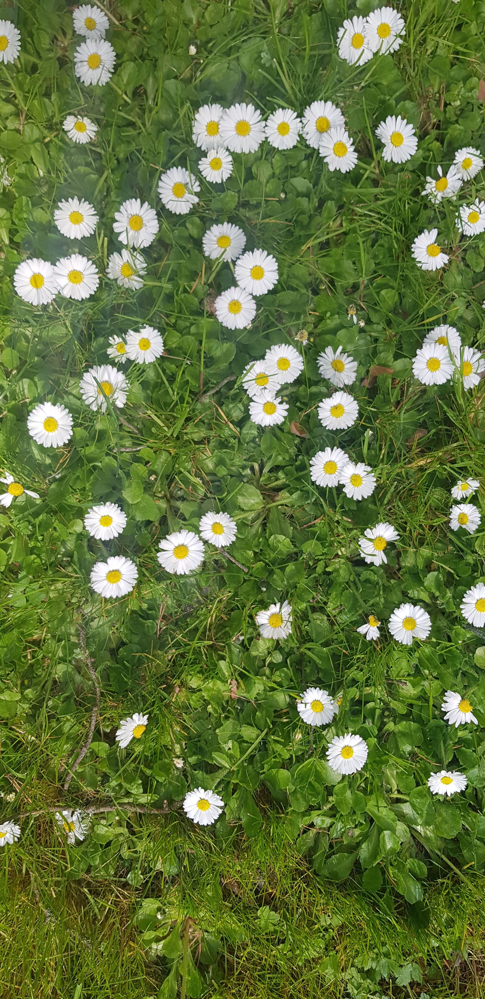 Samsung Galaxy S8 sample photo. Flowers, spring, nature photography
