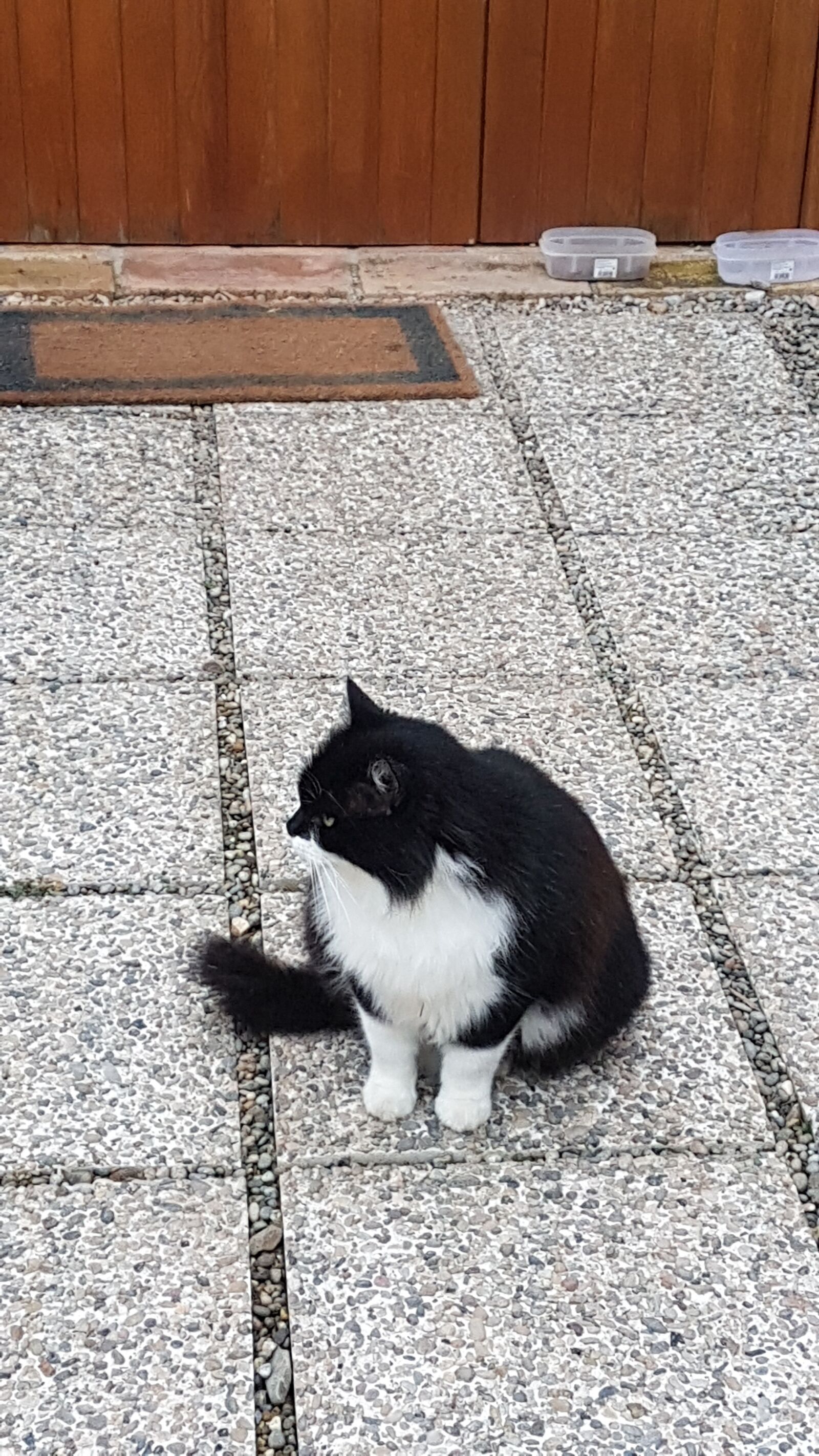 Samsung Galaxy S7 Edge sample photo. Gato, animal, gatos photography