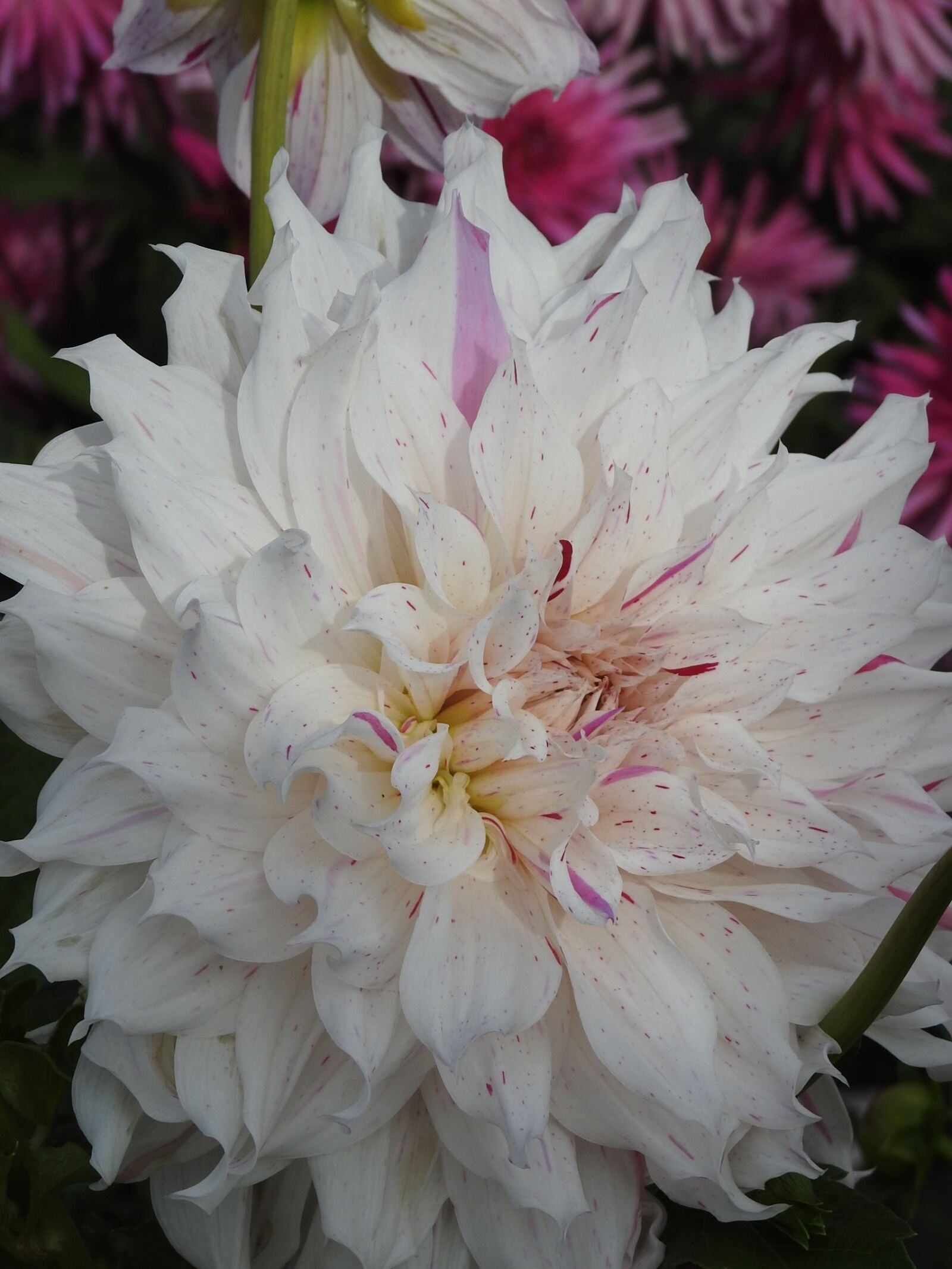Nikon Coolpix P900 sample photo. Flowers, summer, summer flowers photography
