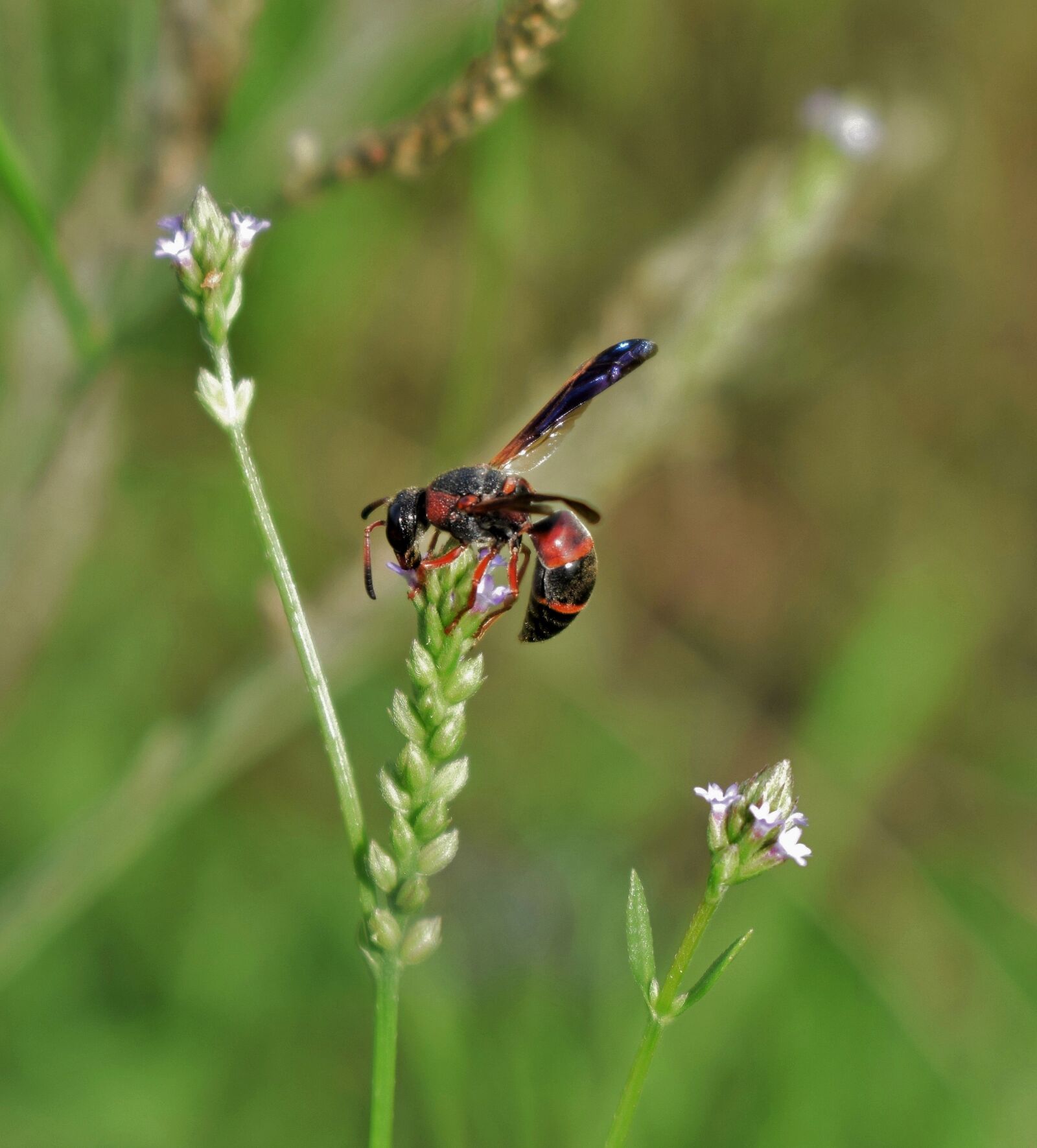 Nikon D5300 sample photo. Wasp, mason wasp, red photography