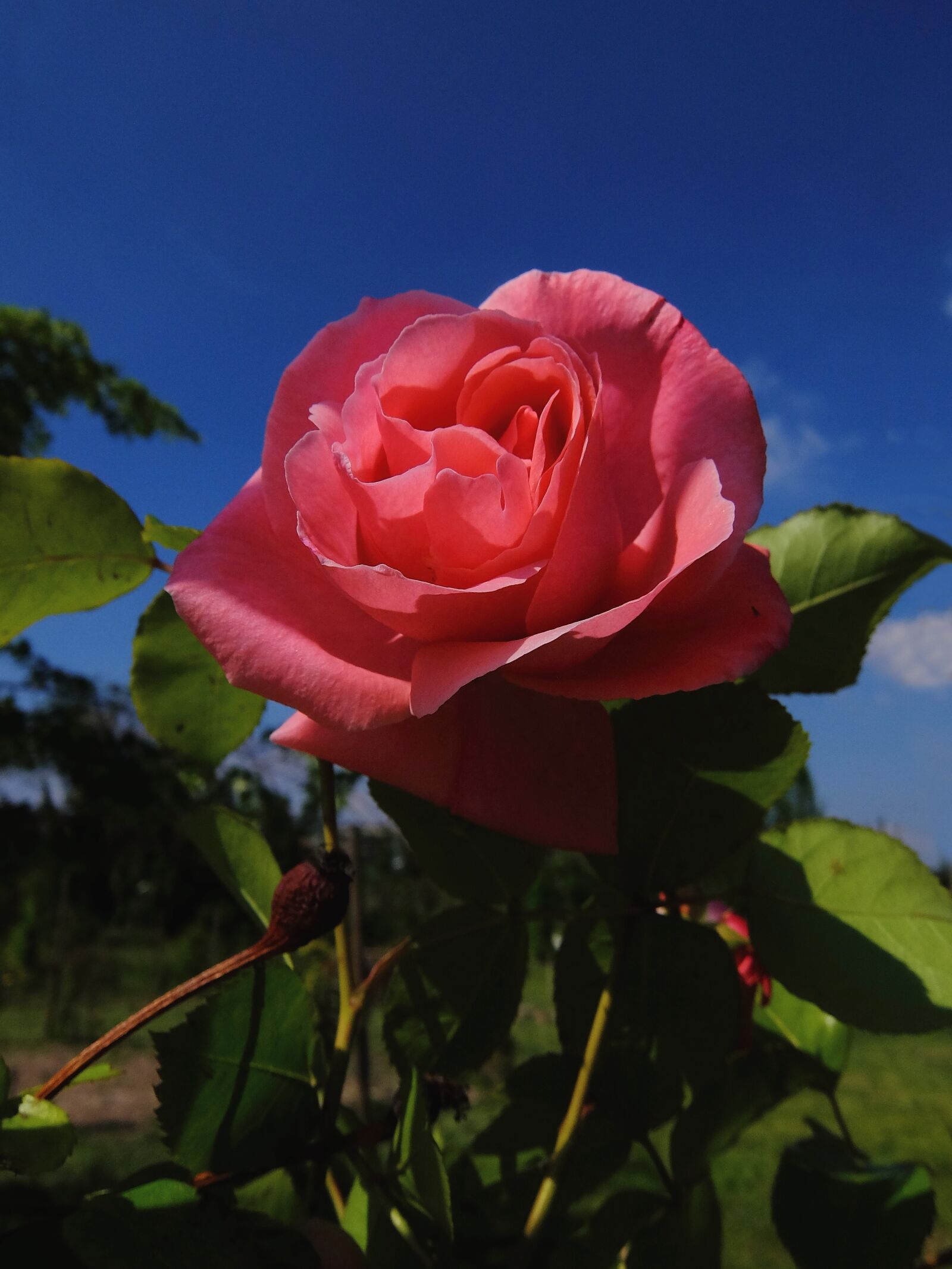 Fujifilm XQ1 sample photo. Nature, rosa, petals photography