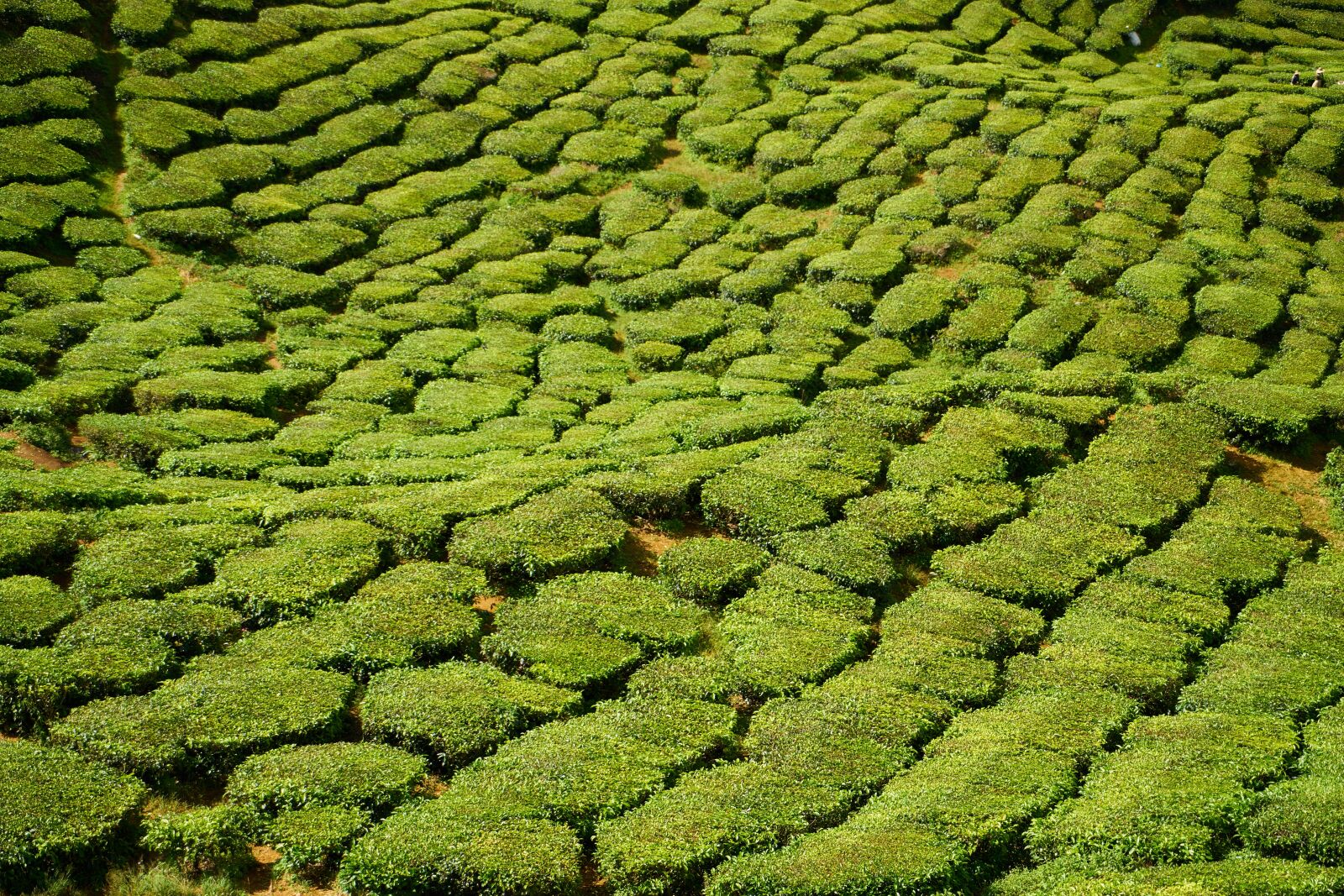 Sony a7R II sample photo. Green, the tea plantations photography