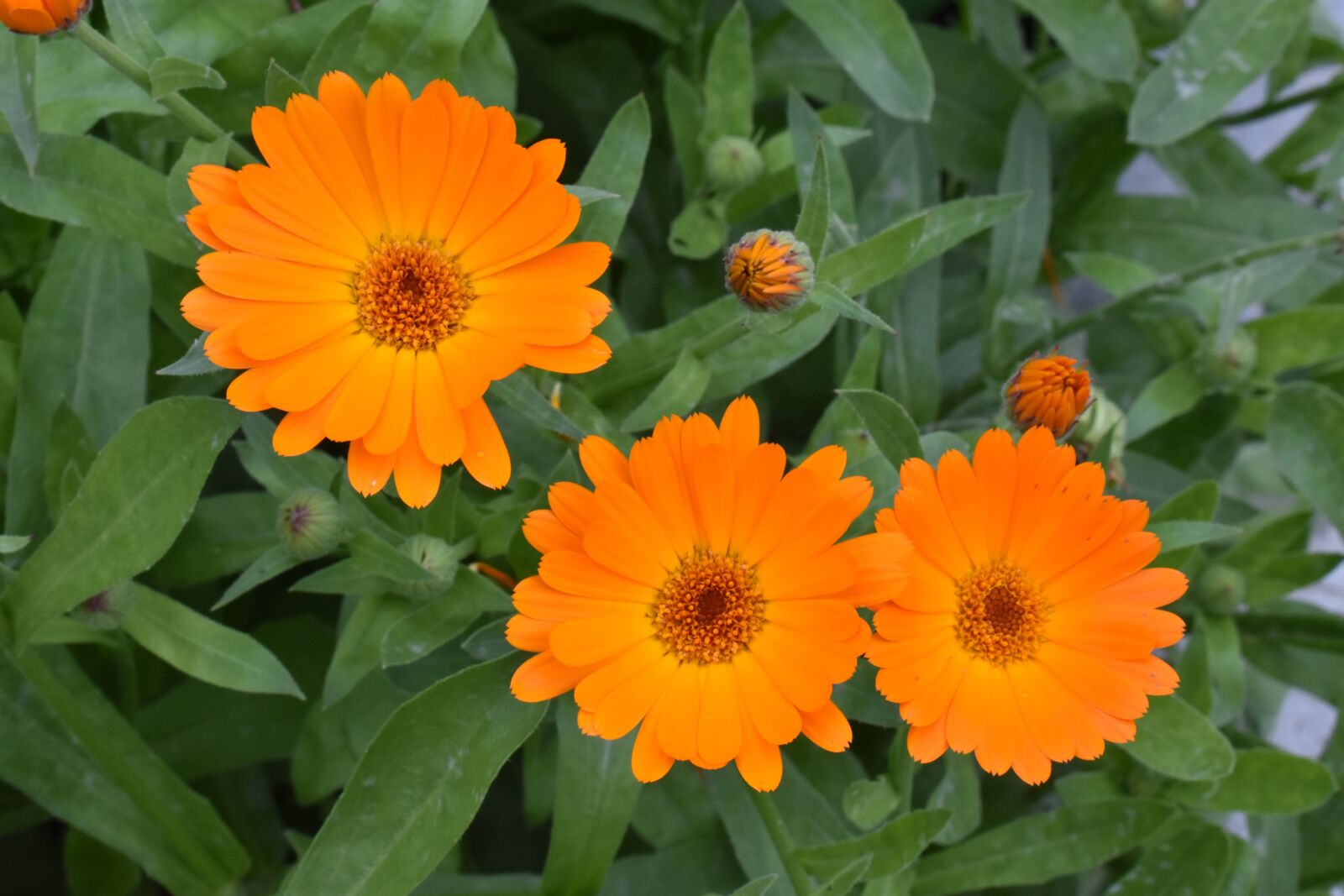 Nikon D3400 sample photo. Calendula, marigold, flower photography