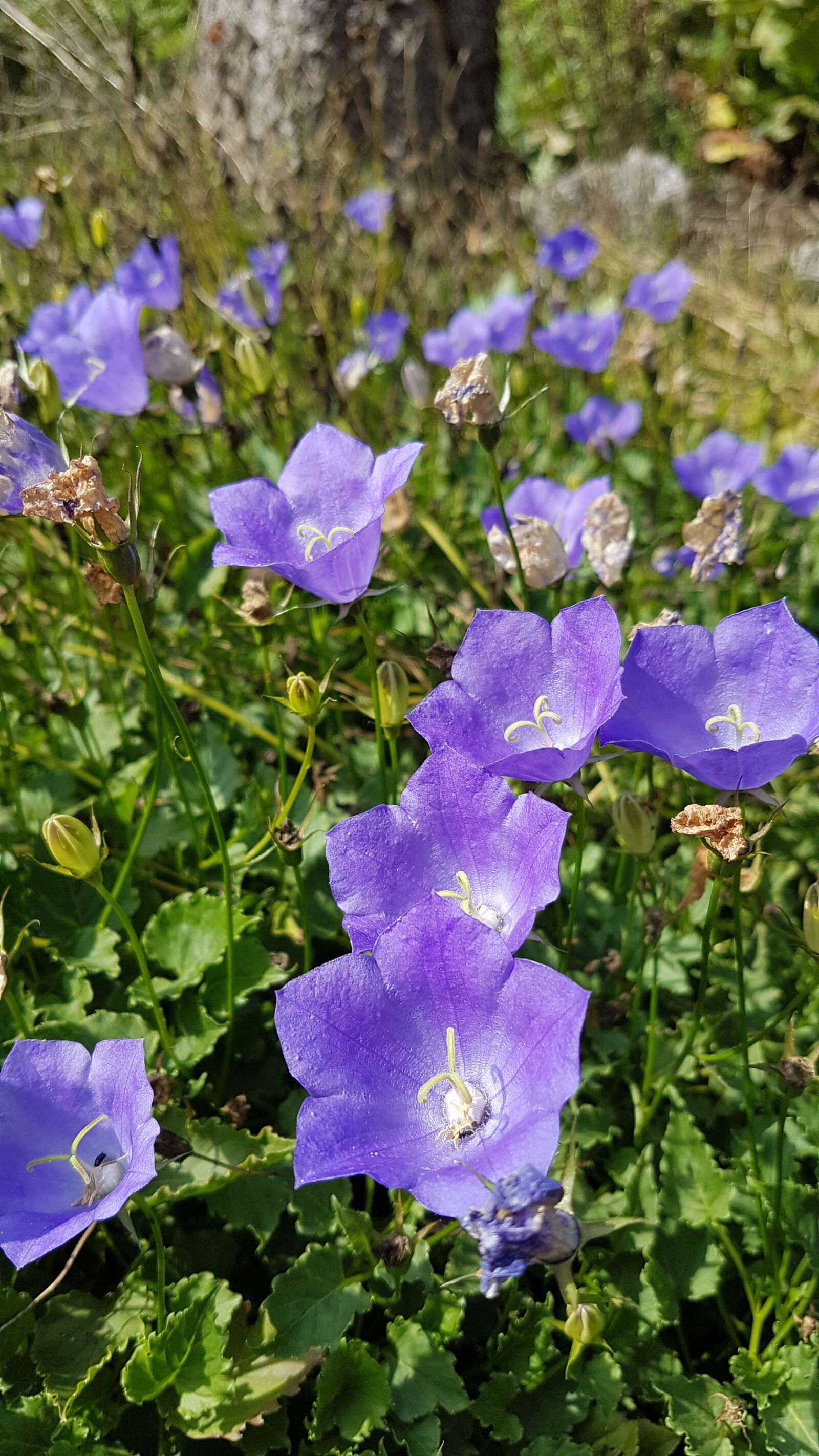 Samsung Galaxy S7 sample photo. Flowers, violet, nature photography