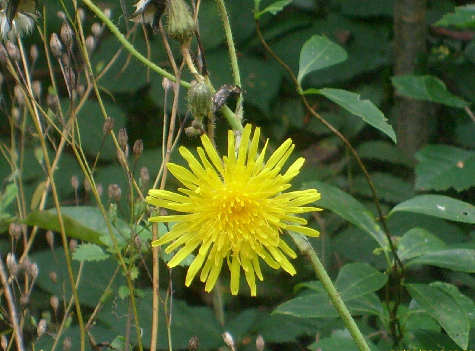Samsung D70 / D75 / S730 / S750 sample photo