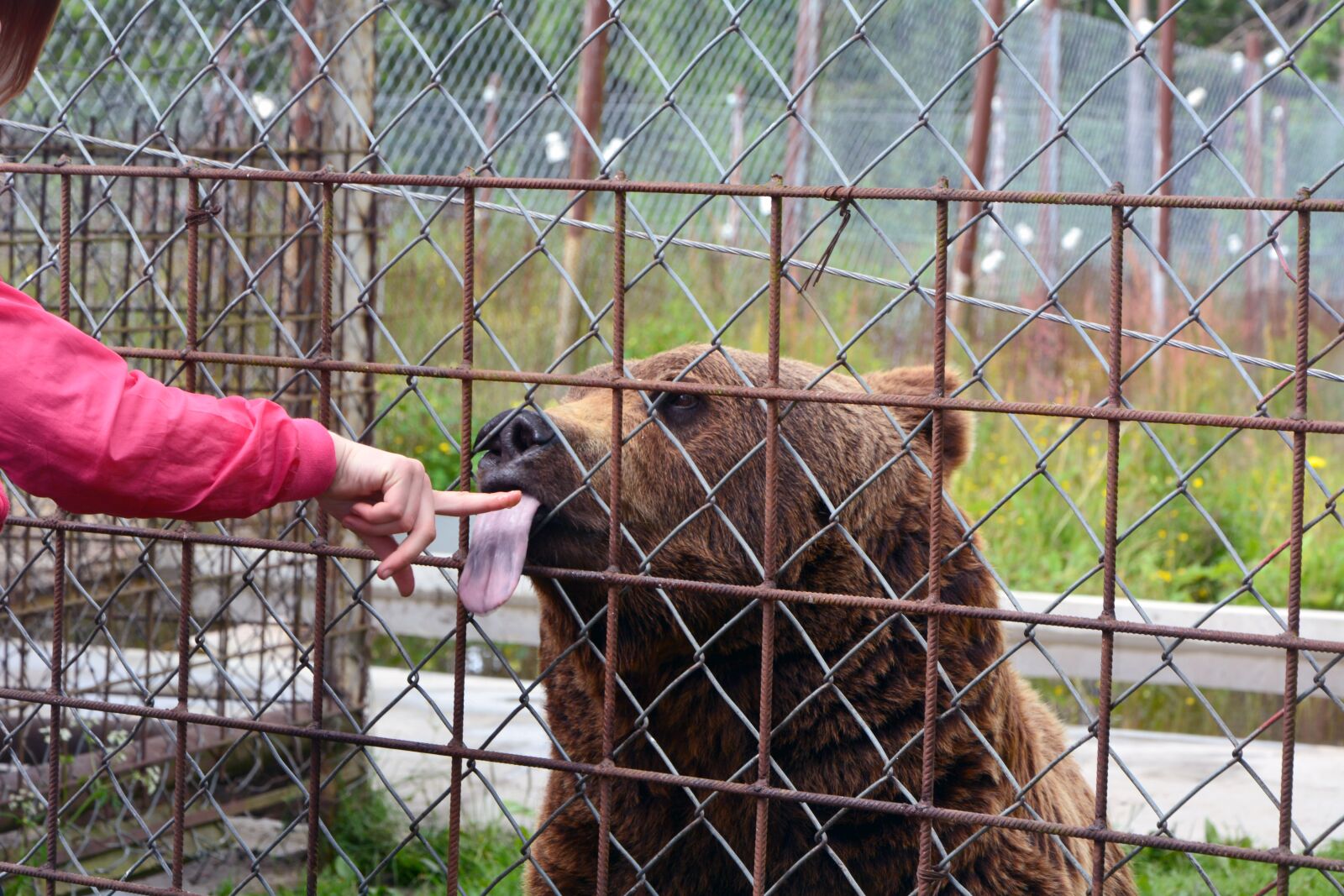 Nikon D7100 sample photo. Honey, licking, bear photography