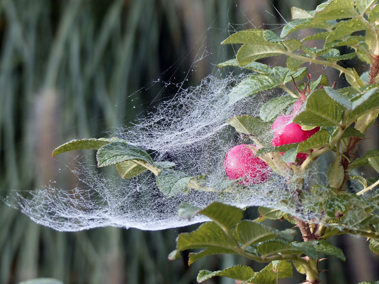 Panasonic Lumix DMC-FZ200 sample photo. Cobweb, rose hip, nature photography