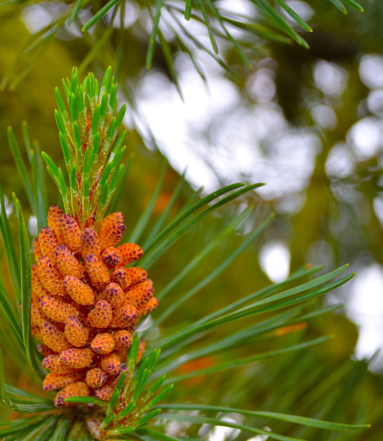 Nikon D5100 sample photo. Pine, tree, nature photography