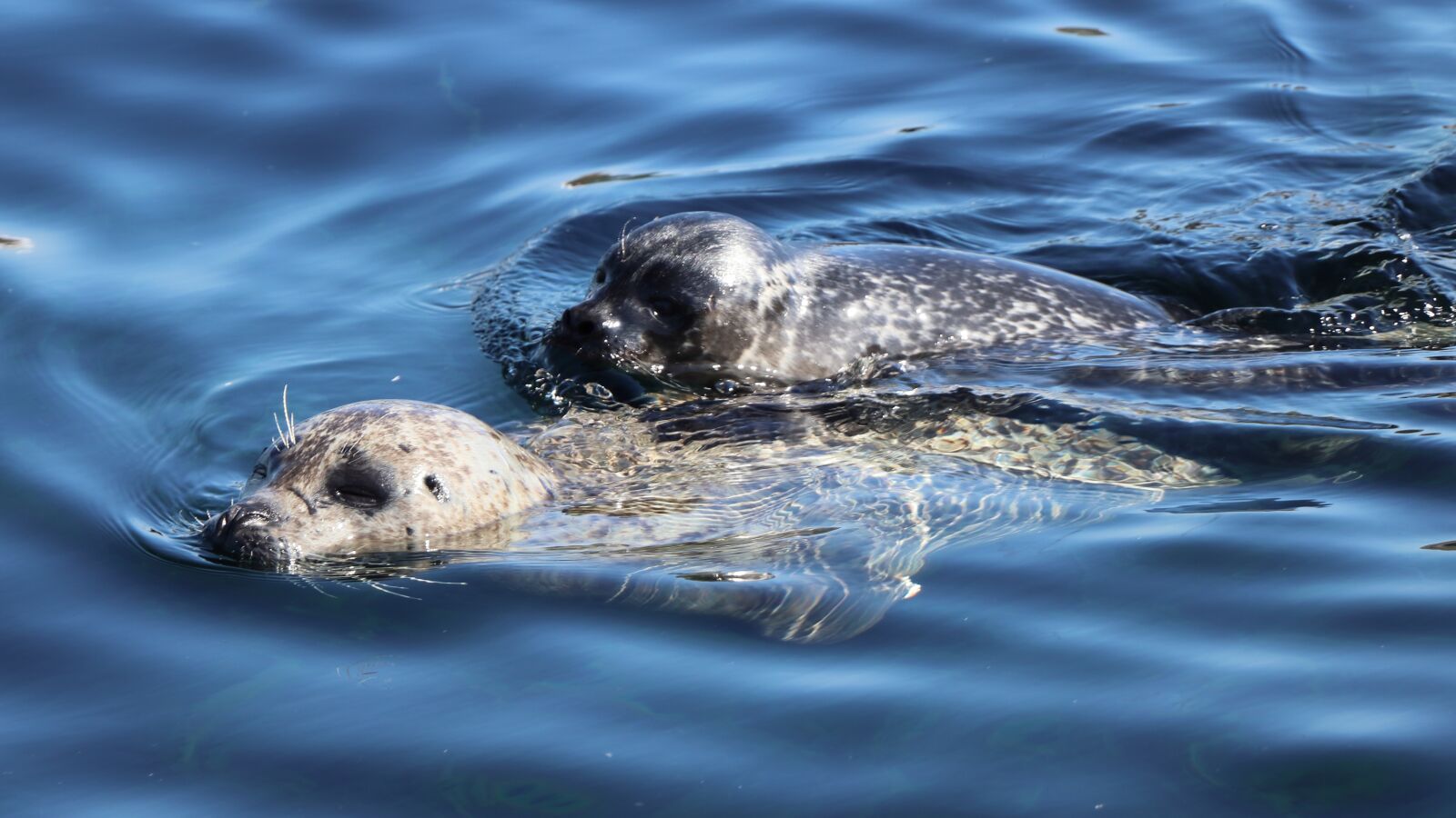 Canon EF-S 18-135mm F3.5-5.6 IS USM sample photo. Seal, young, wildlife photography