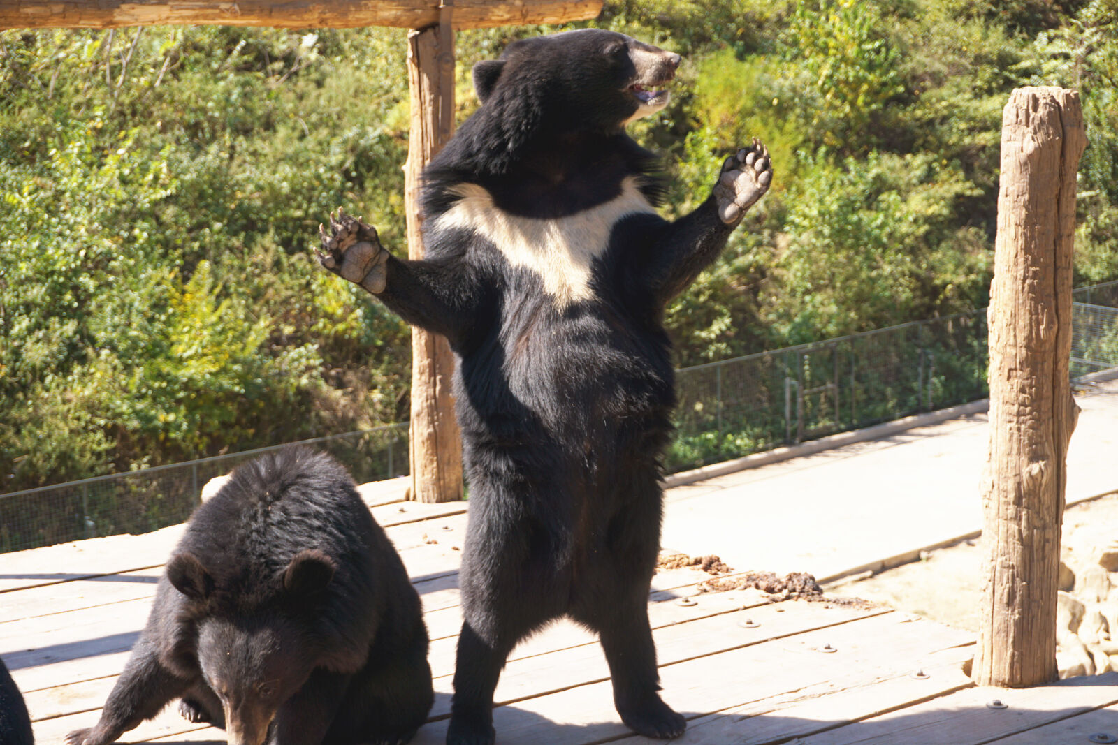 Sony E 16-50mm F3.5-5.6 PZ OSS sample photo. Animal, bear, zoo photography