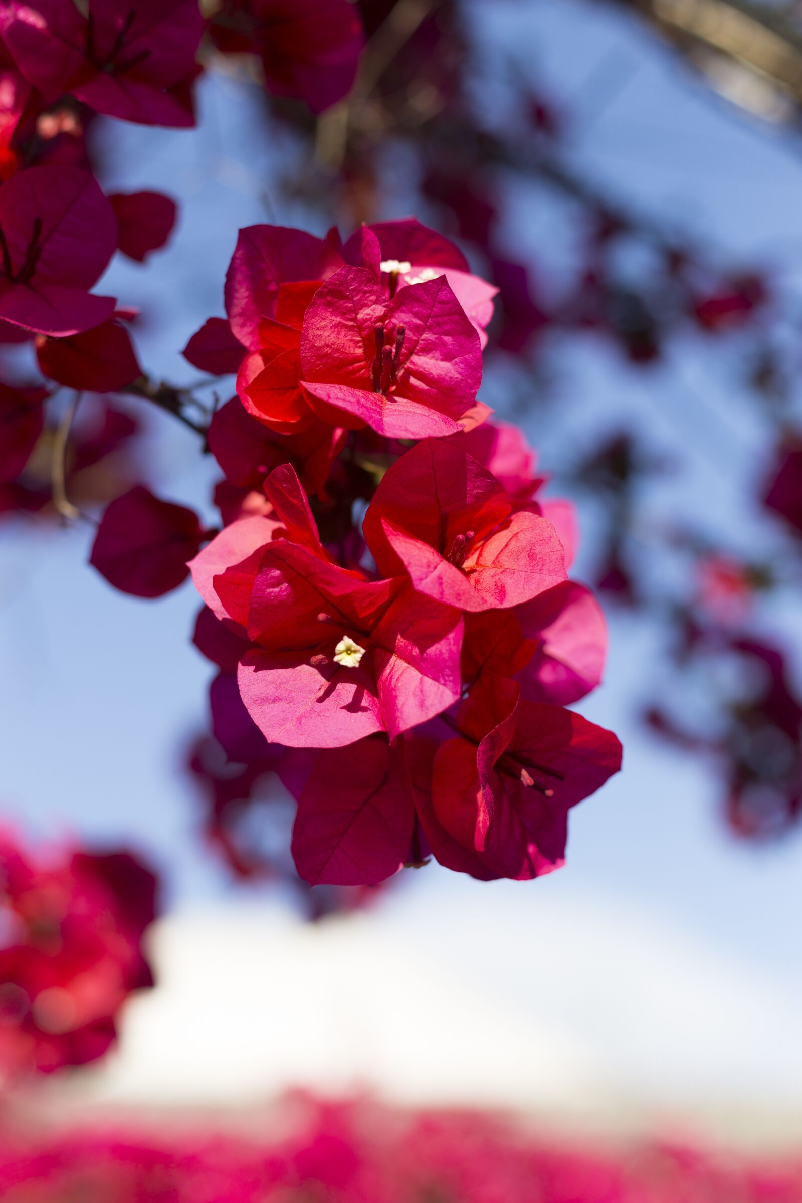 Canon EOS 6D + Canon EF 50mm F1.4 USM sample photo. Bougainvillea, patios de c photography