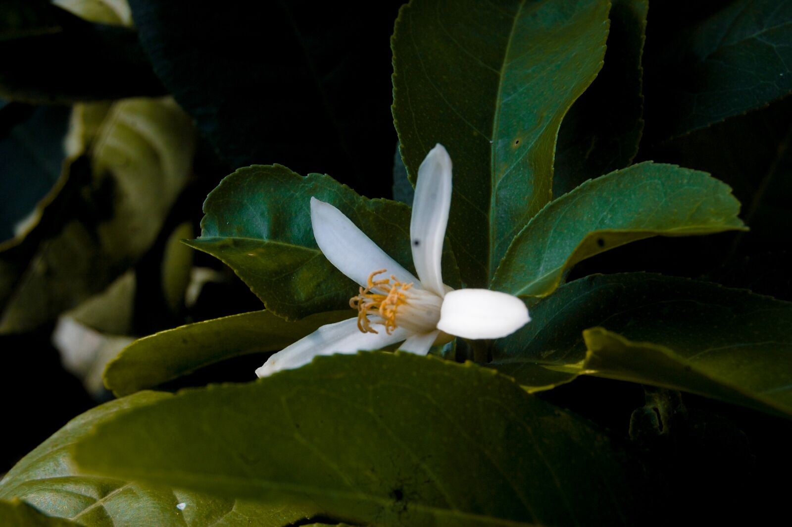 Nikon D40 sample photo. Lemon flower, lemon, flowers photography