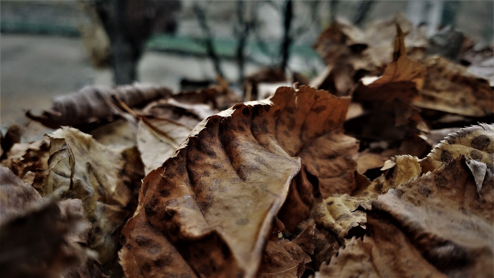 Samsung Galaxy S7 Edge sample photo. Leaves, seasonal, fall photography