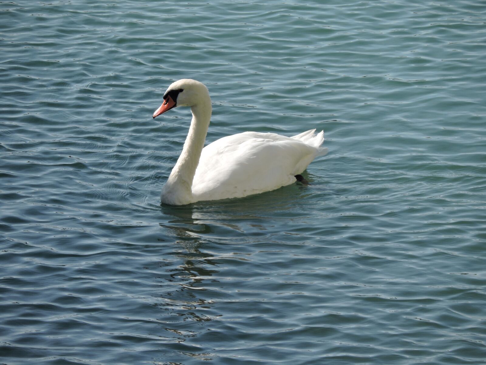 Nikon Coolpix P530 sample photo. Duck, animals, lake photography