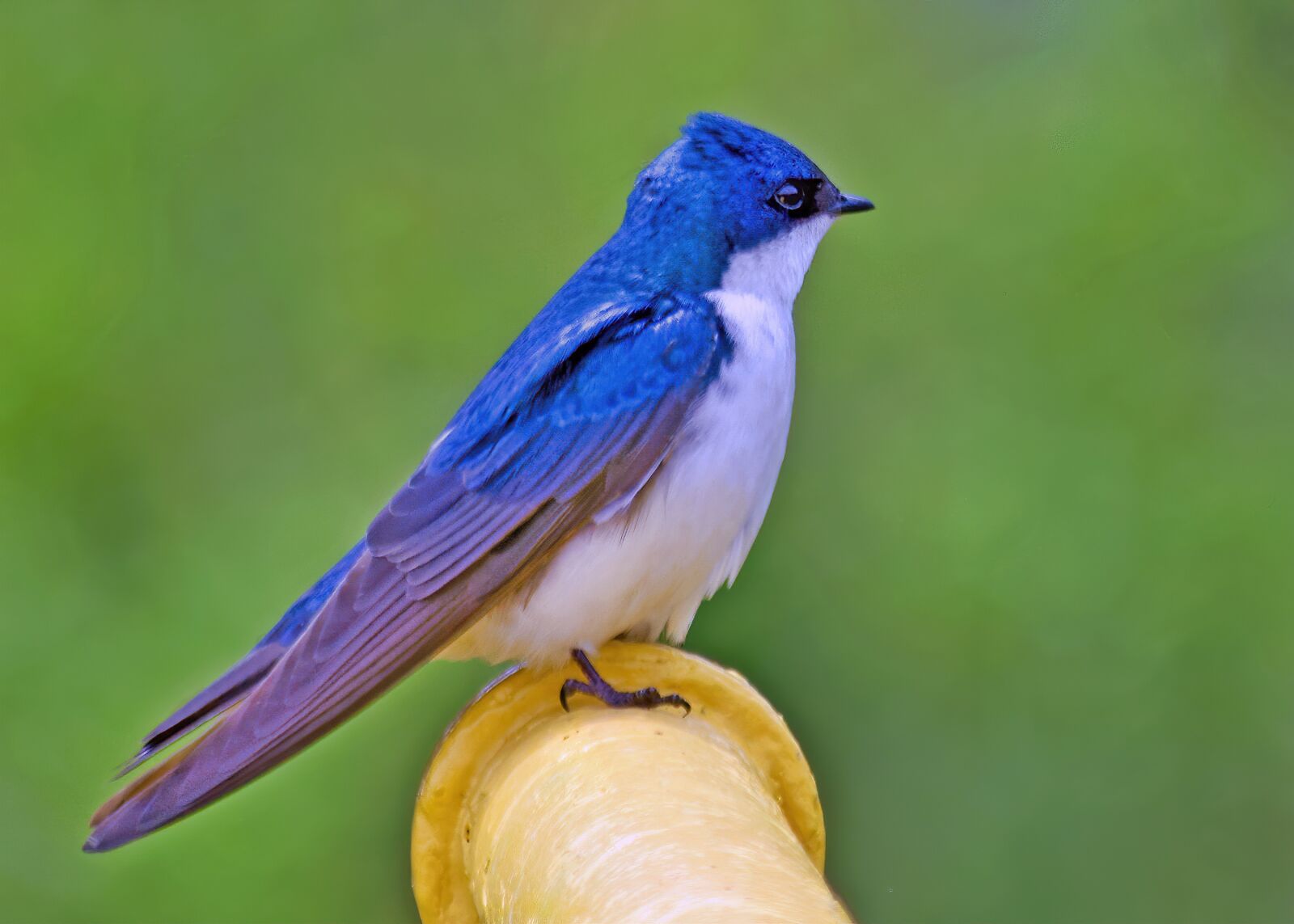 Nikon D3300 sample photo. Blue, bird, wren photography