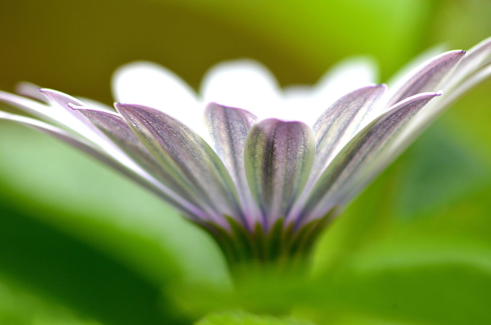 Nikon D5100 sample photo. Marguerite, close up, nature photography