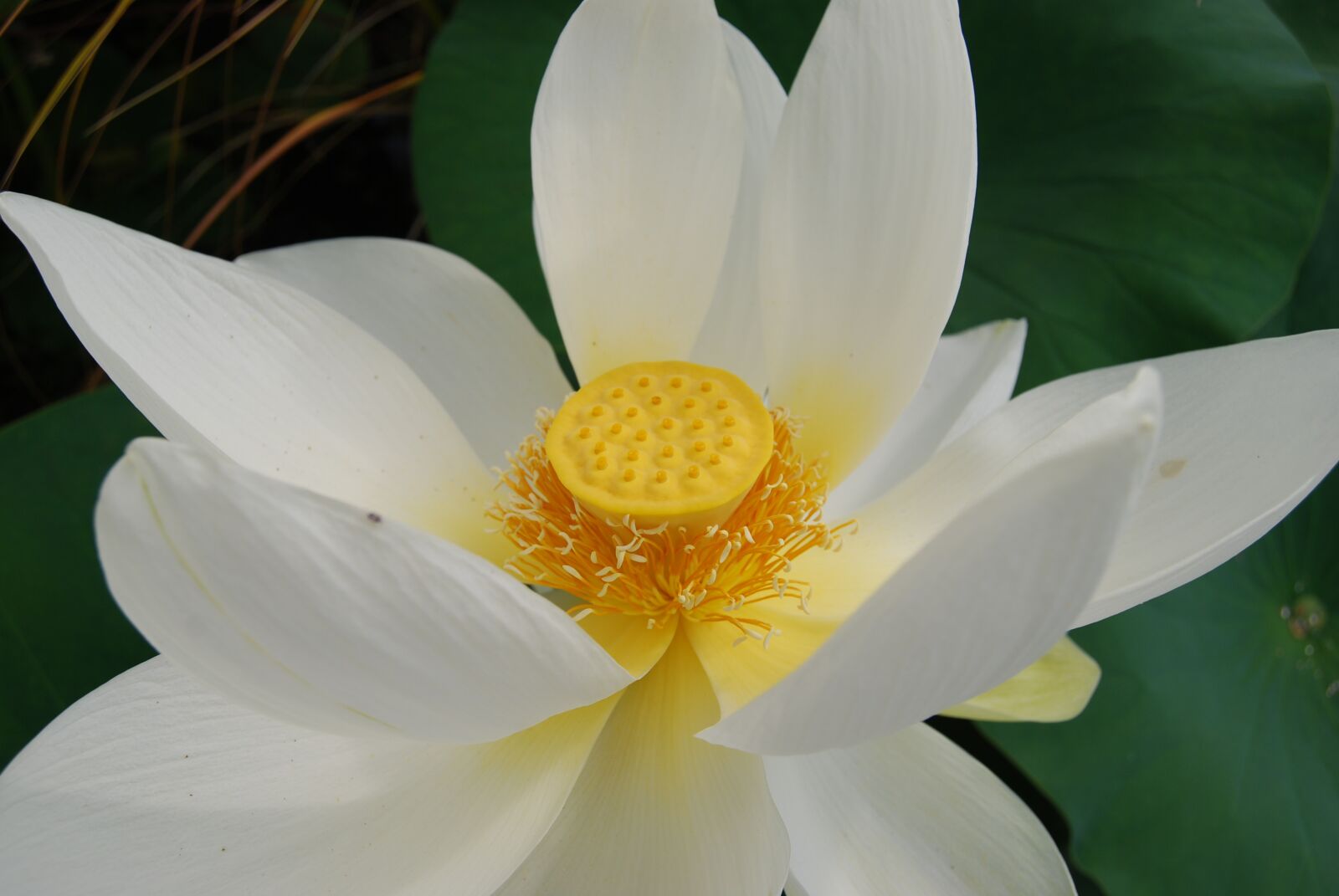 Nikon D60 sample photo. Lotus, flower, nature photography