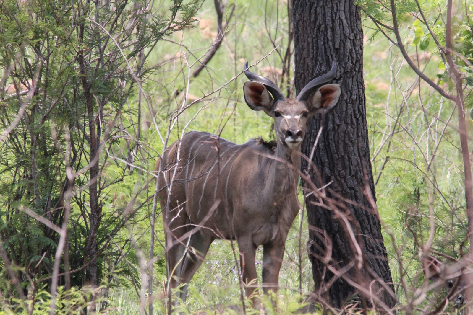 Canon EOS 60D sample photo. Kudu, shade, bush photography