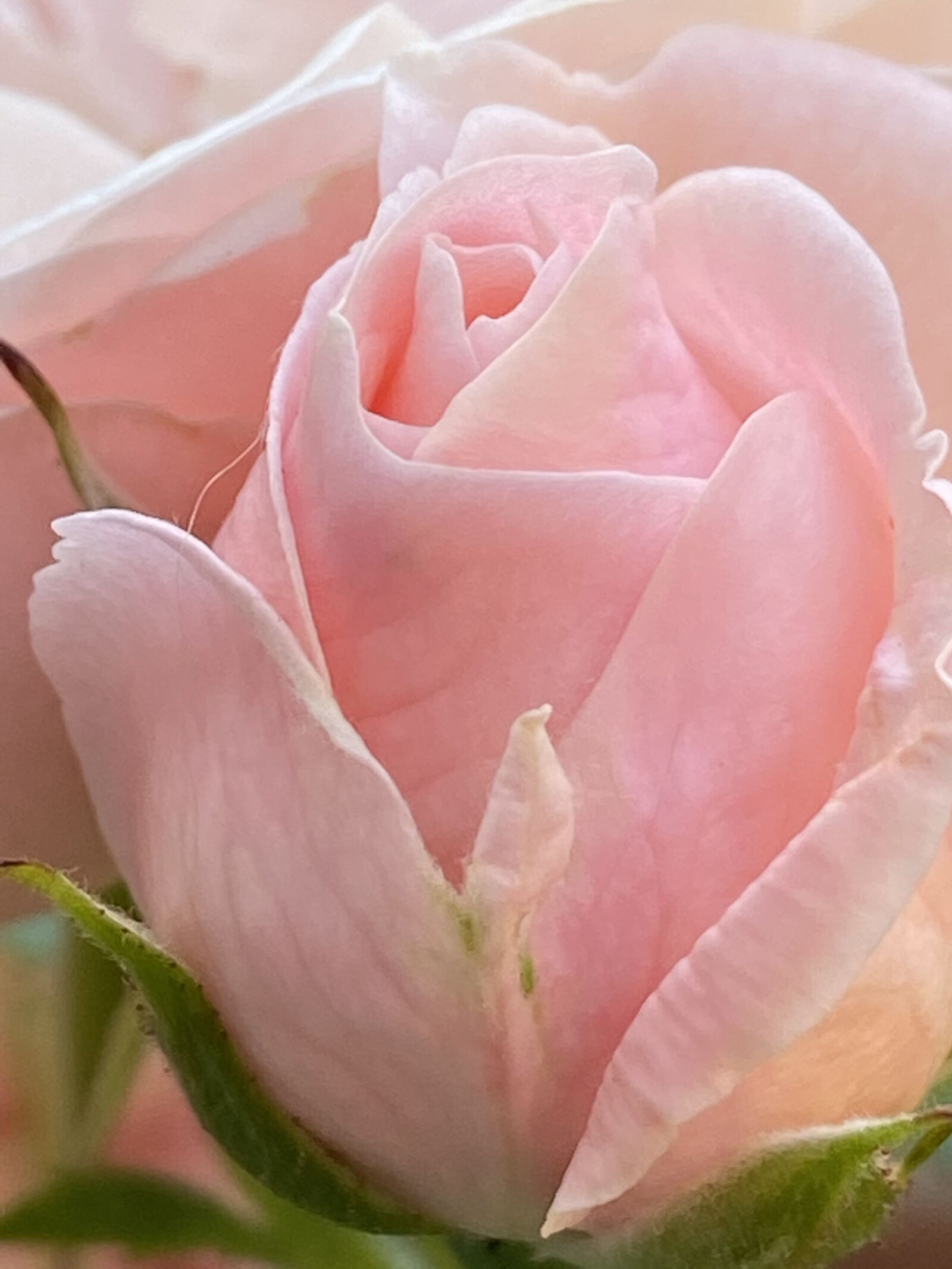 Apple iPhone 11 sample photo. Rose, bud, pink photography