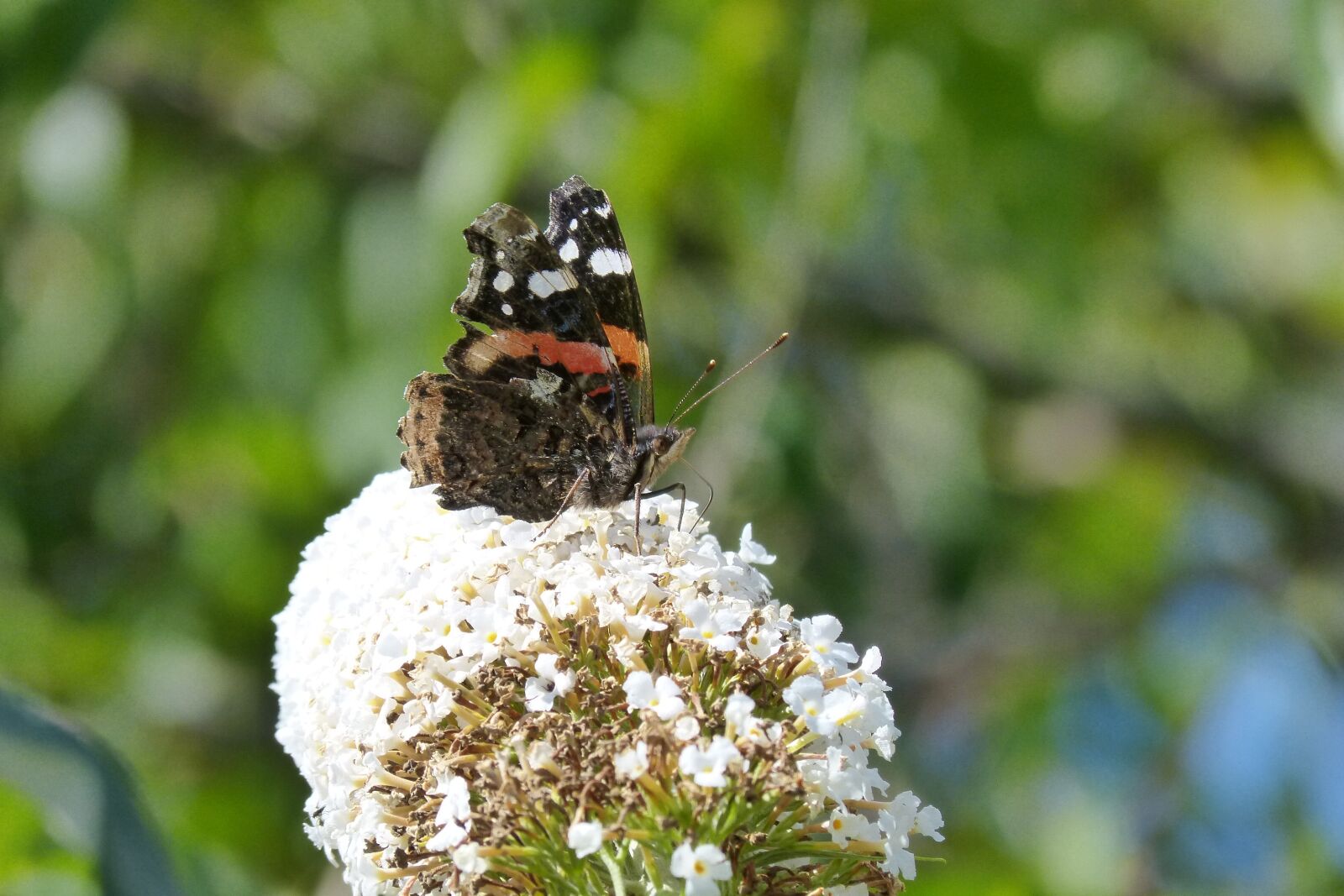 Panasonic DMC-FZ62 sample photo. Butterfly, proboscis, antennae photography