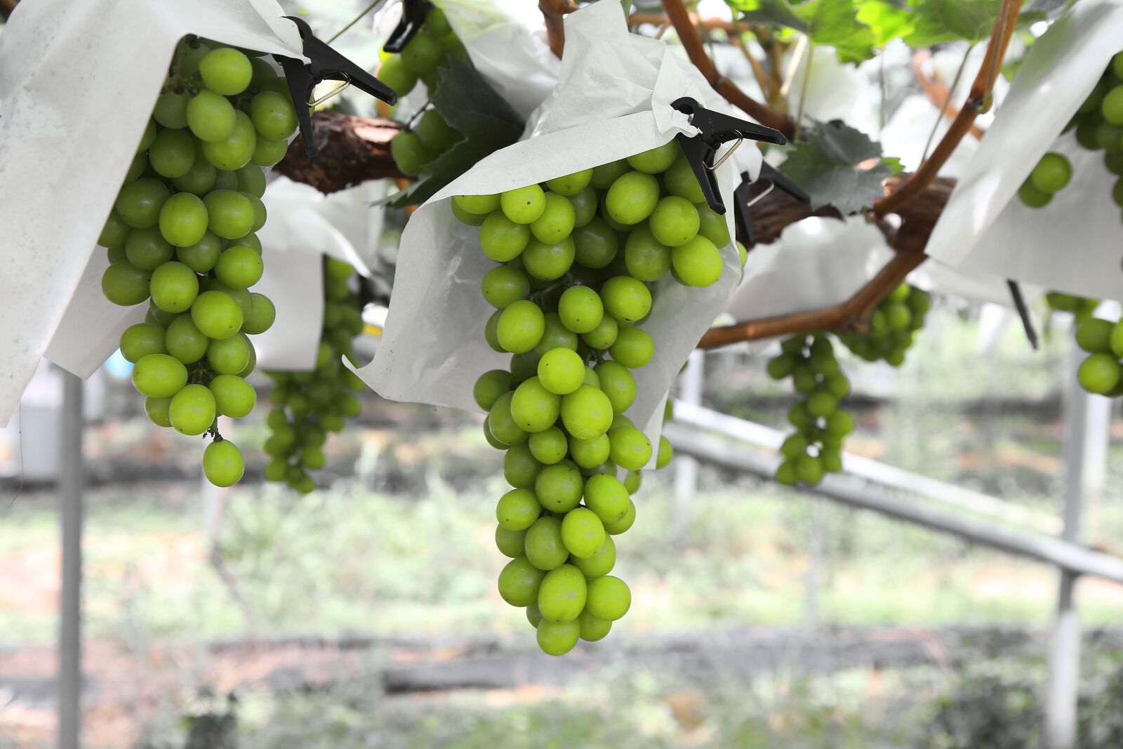 Canon EOS 6D + Canon EF 24-70mm F2.8L USM sample photo. Grapes, harvest, if acid photography