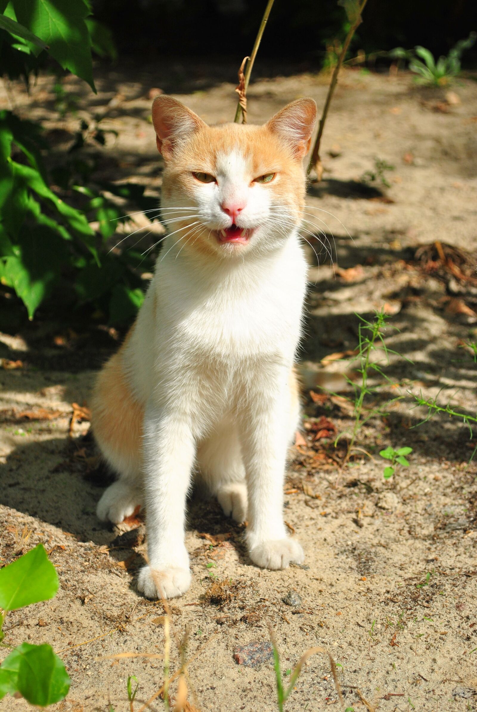 Nikon D3000 sample photo. Cats, animal, muzzle cat photography