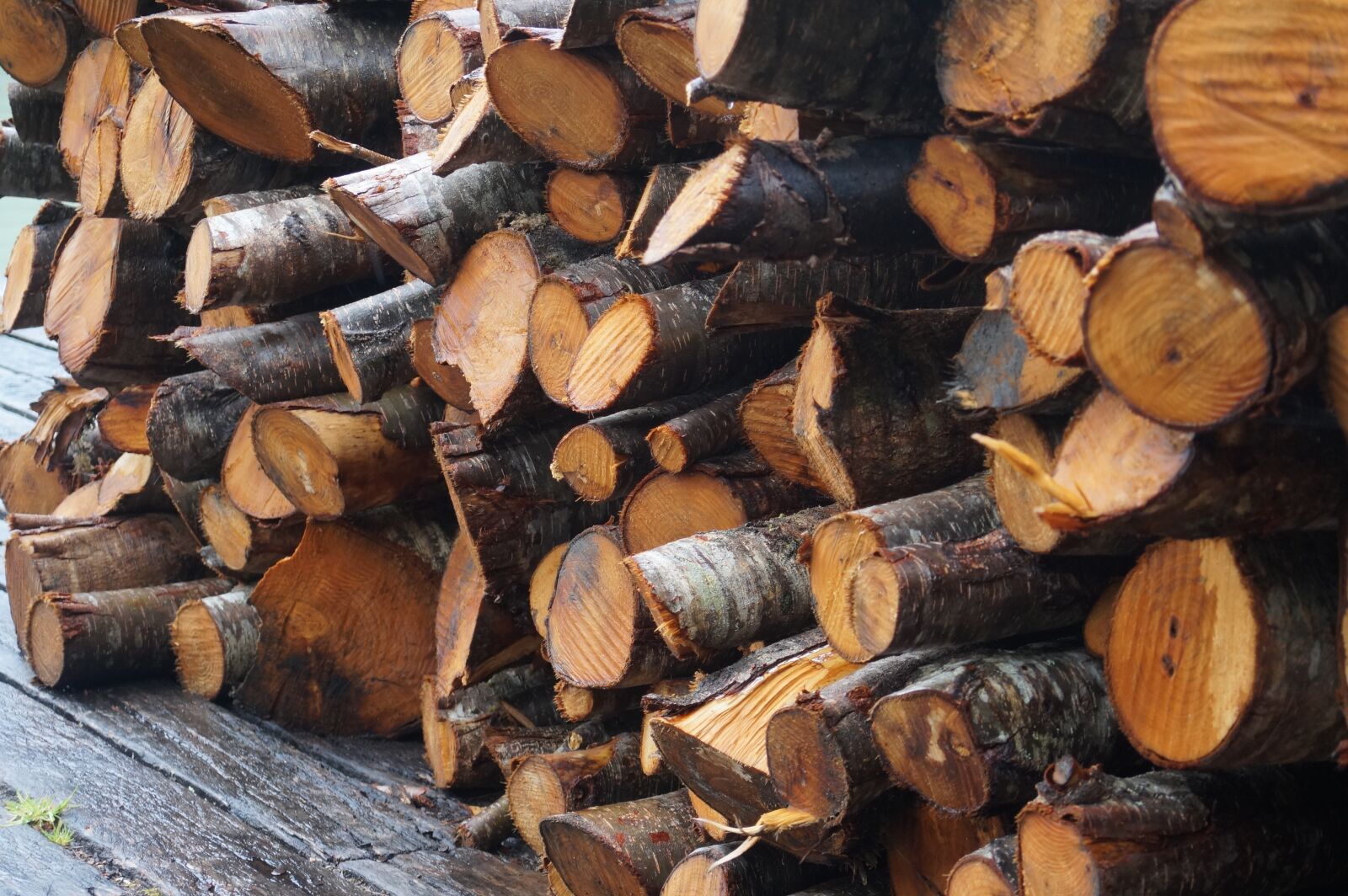 E 18-50mm F4-5.6 sample photo. Wood, tree, trunk photography