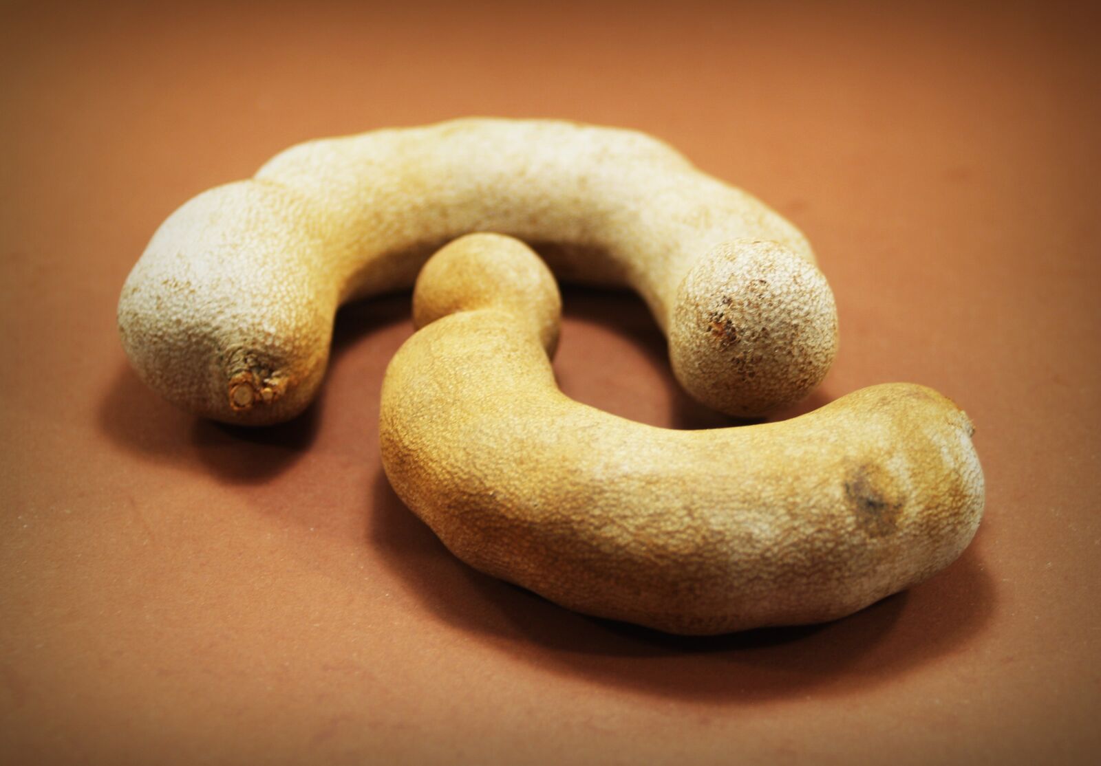 Olympus E-300 (EVOLT E-300) sample photo. Tamarind, isolated, ripe photography