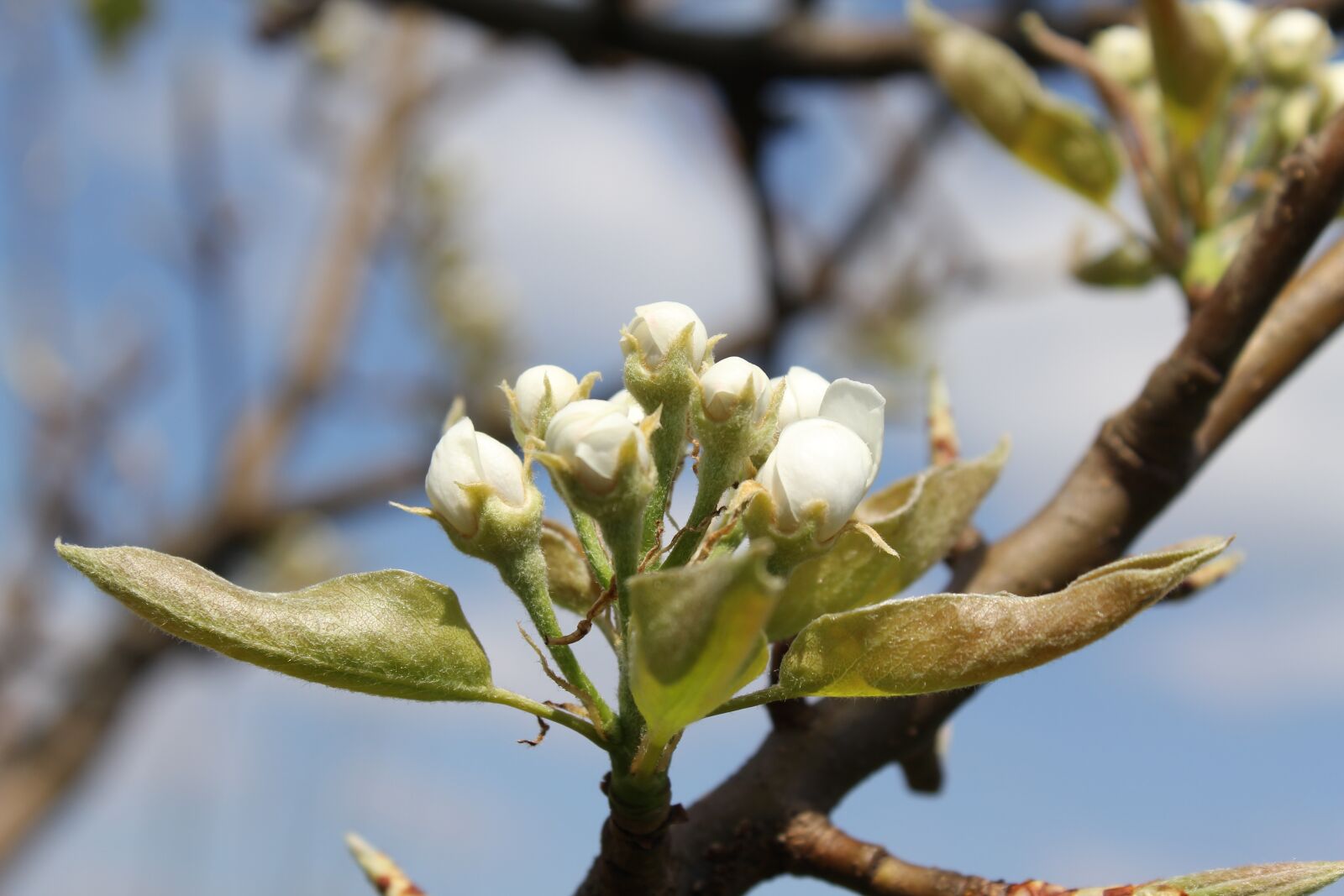 Canon EF-S 18-55mm F3.5-5.6 IS sample photo. Tree, nature, close up photography