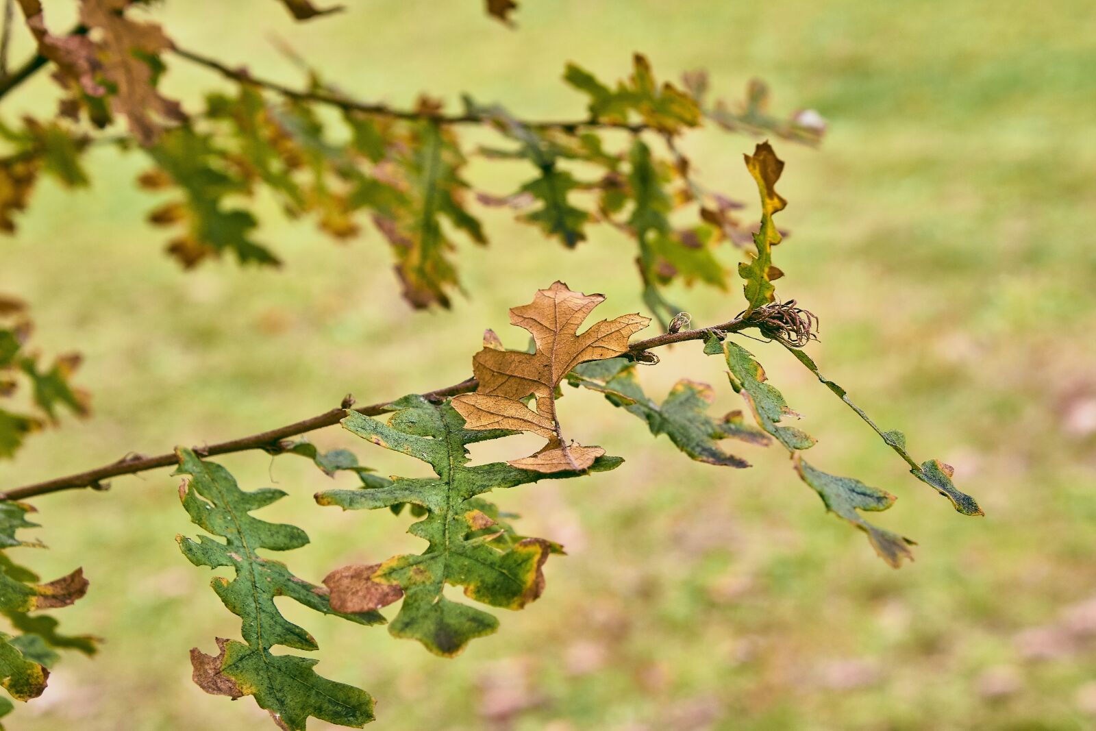 Nikon D7200 sample photo. Autumn, leaves, red photography