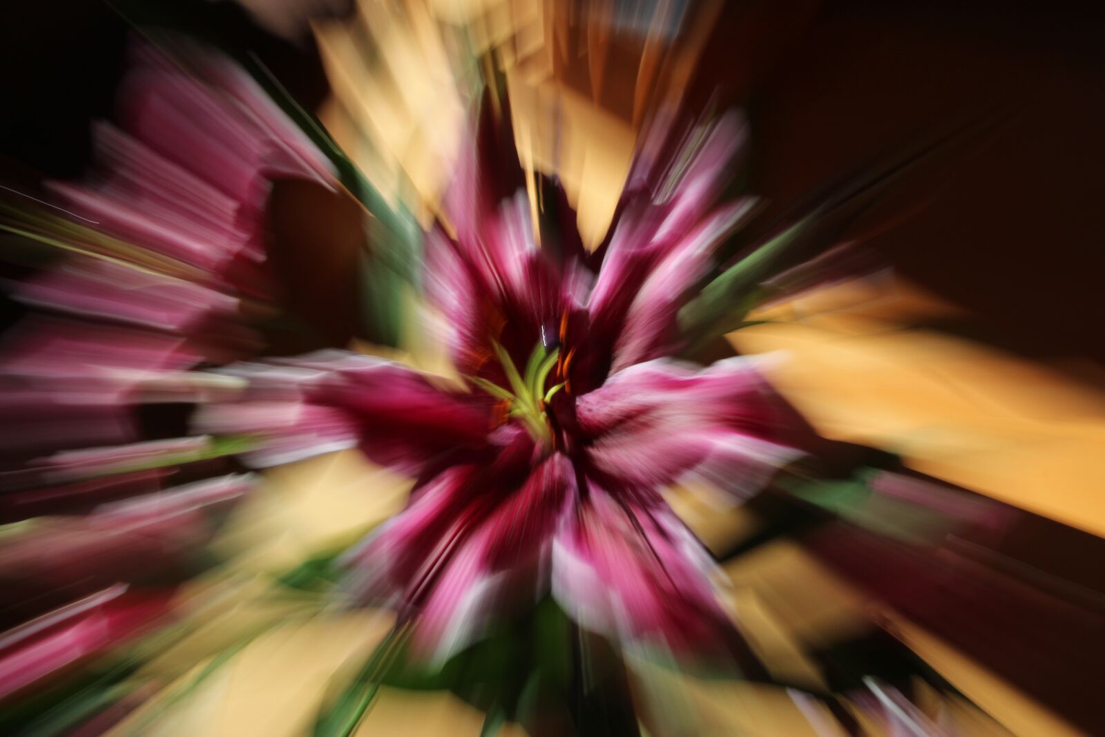 Canon EOS 600D (Rebel EOS T3i / EOS Kiss X5) sample photo. Lily, flower, pink photography