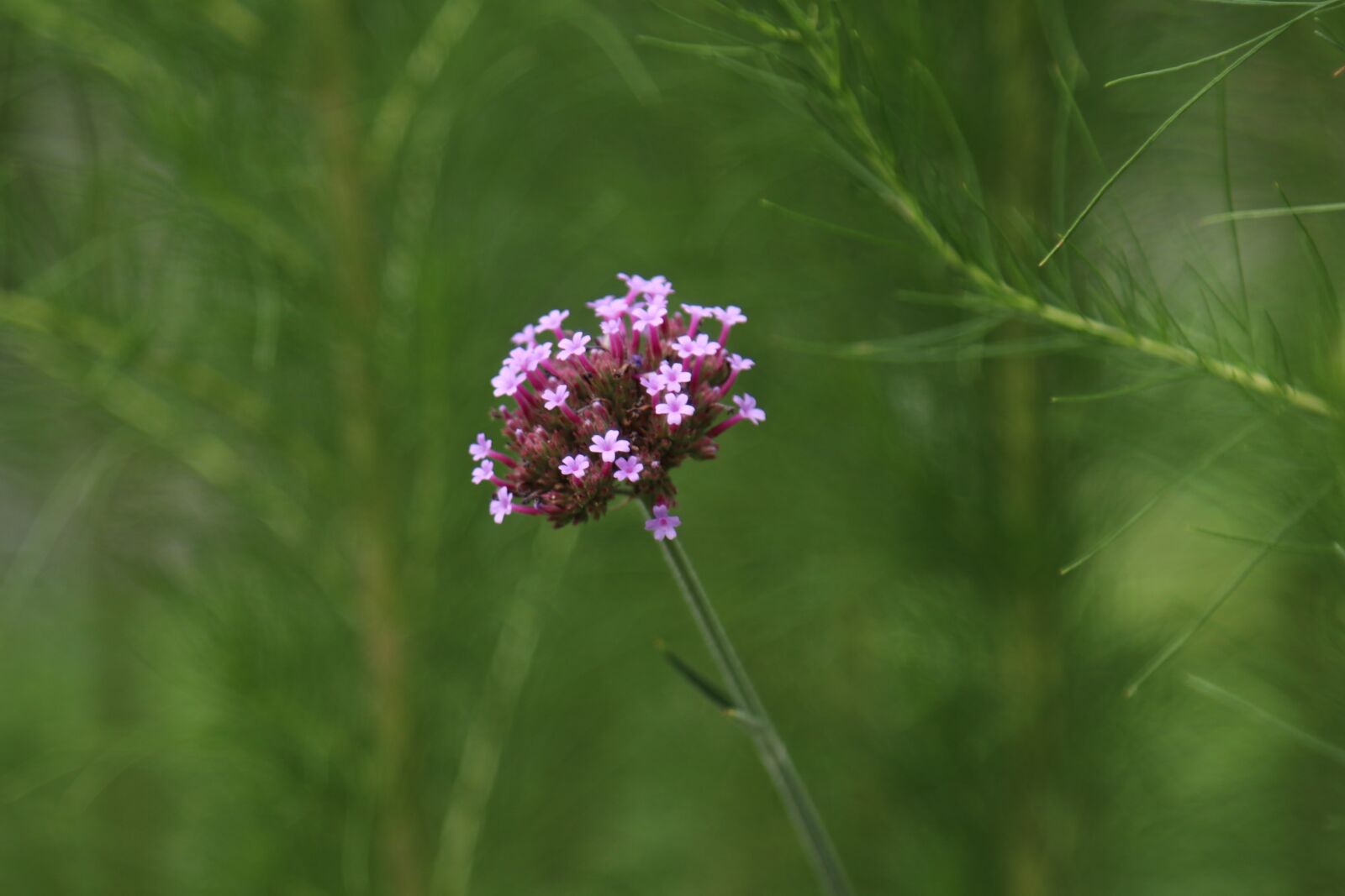 Canon EOS 80D + Canon EF 24-105mm F4L IS USM sample photo. Close up, flower, nature photography