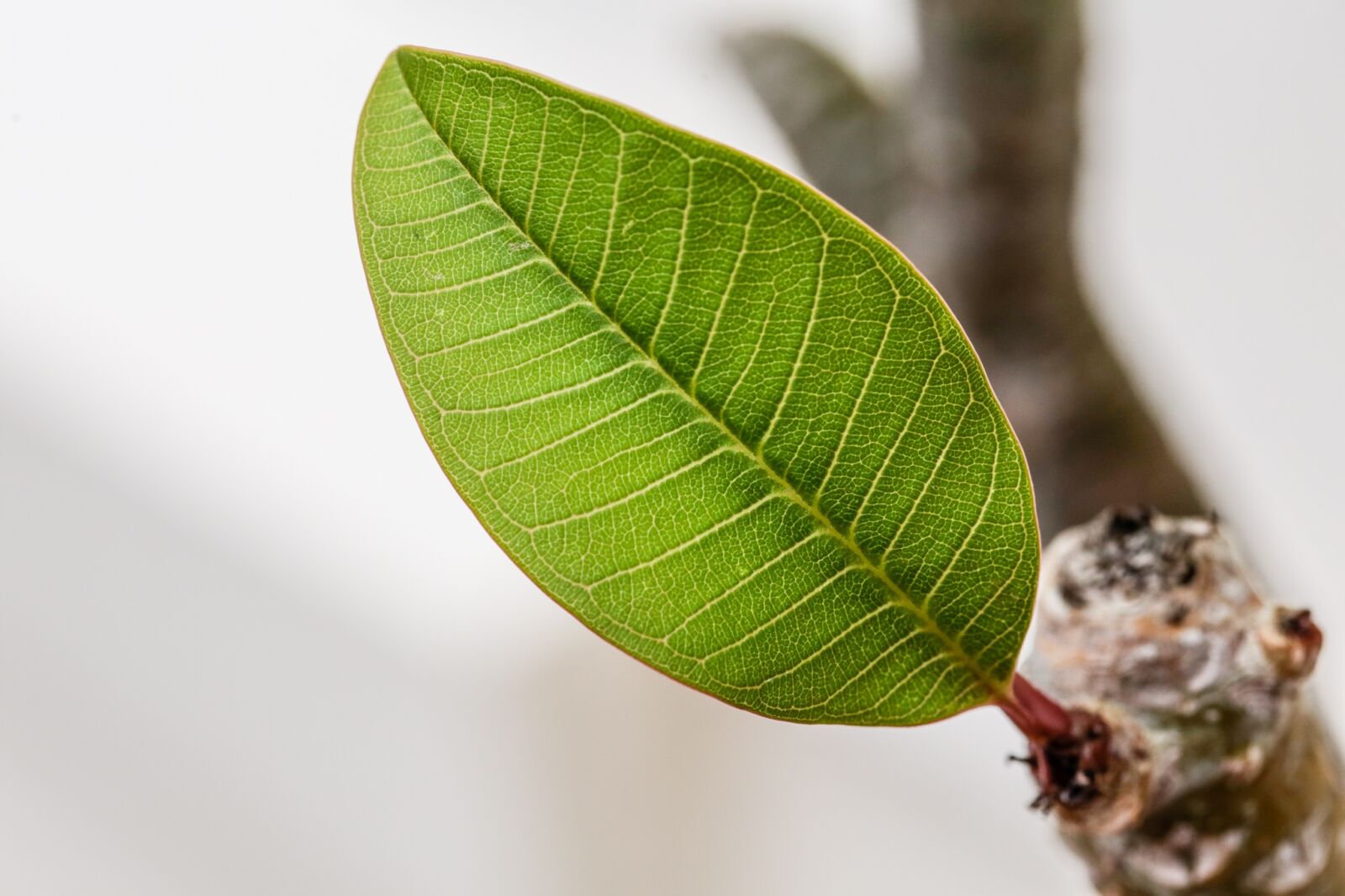 Canon EOS 6D + Canon EF 100mm F2.8 Macro USM sample photo. Leaf, green, plant photography