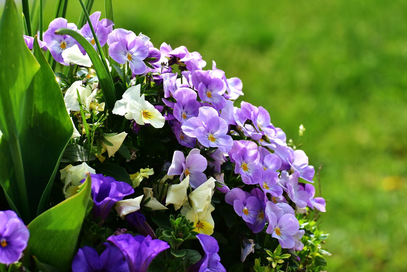 Nikon D7200 sample photo. Pansy, flowers, spring photography