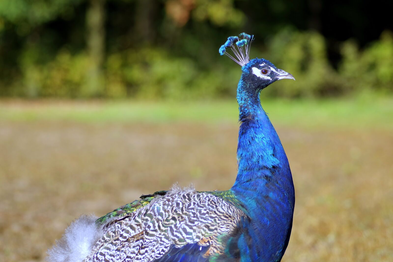 Pentax K-S2 sample photo. Peacock, bird, blue photography