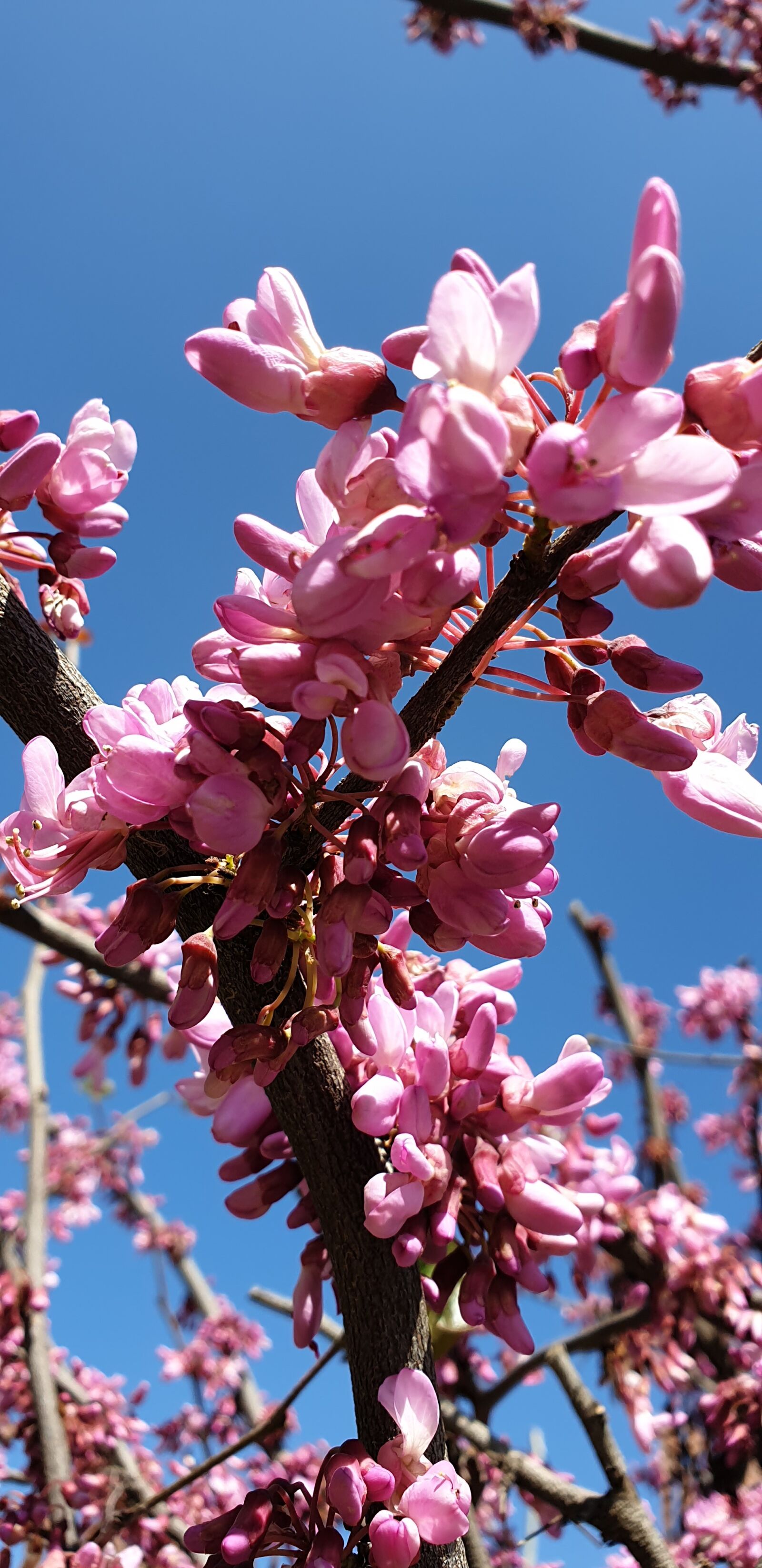 Samsung Galaxy Note9 sample photo. Natural, tree, flower photography