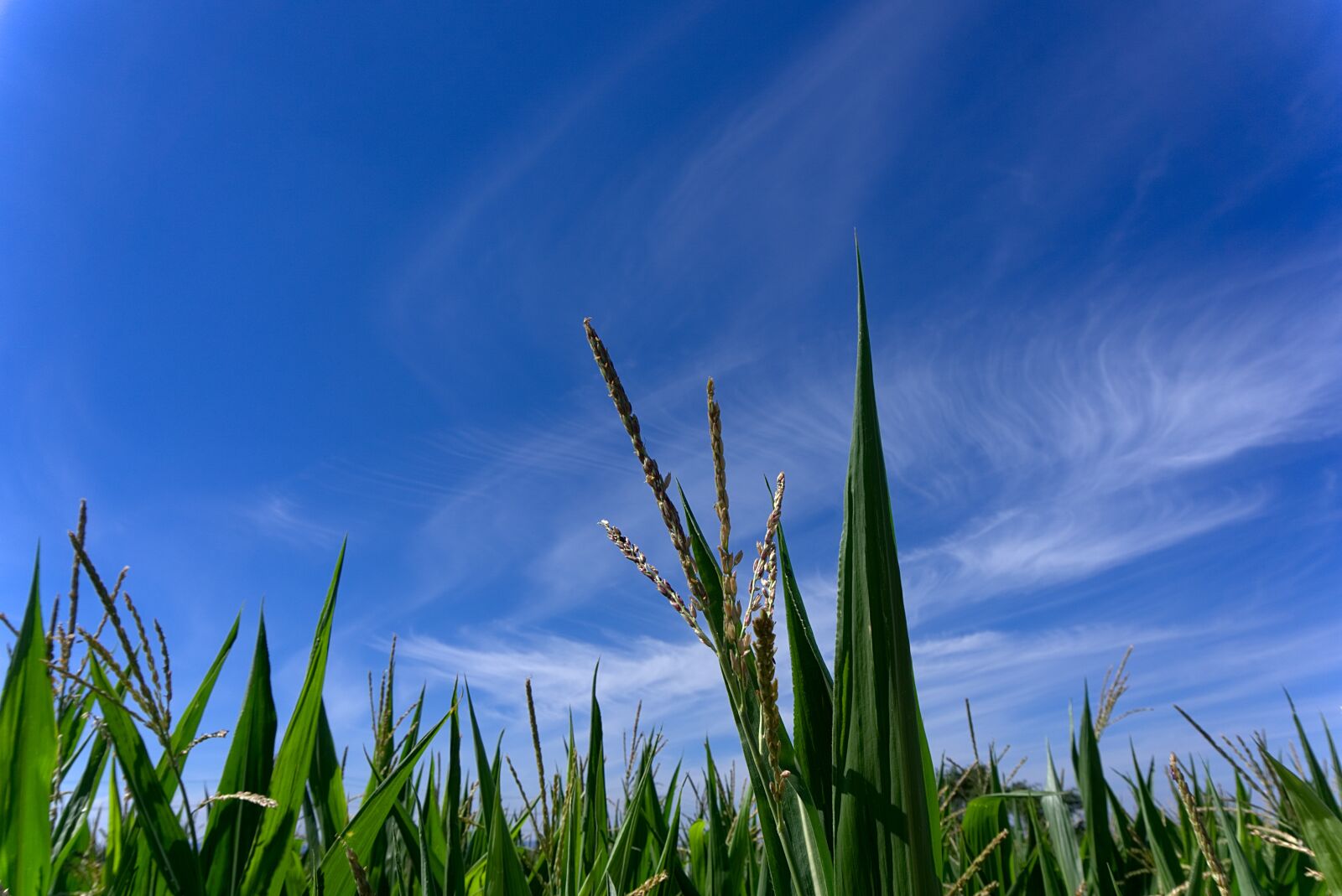 Sony a6000 sample photo. Corn, cornfield, field photography