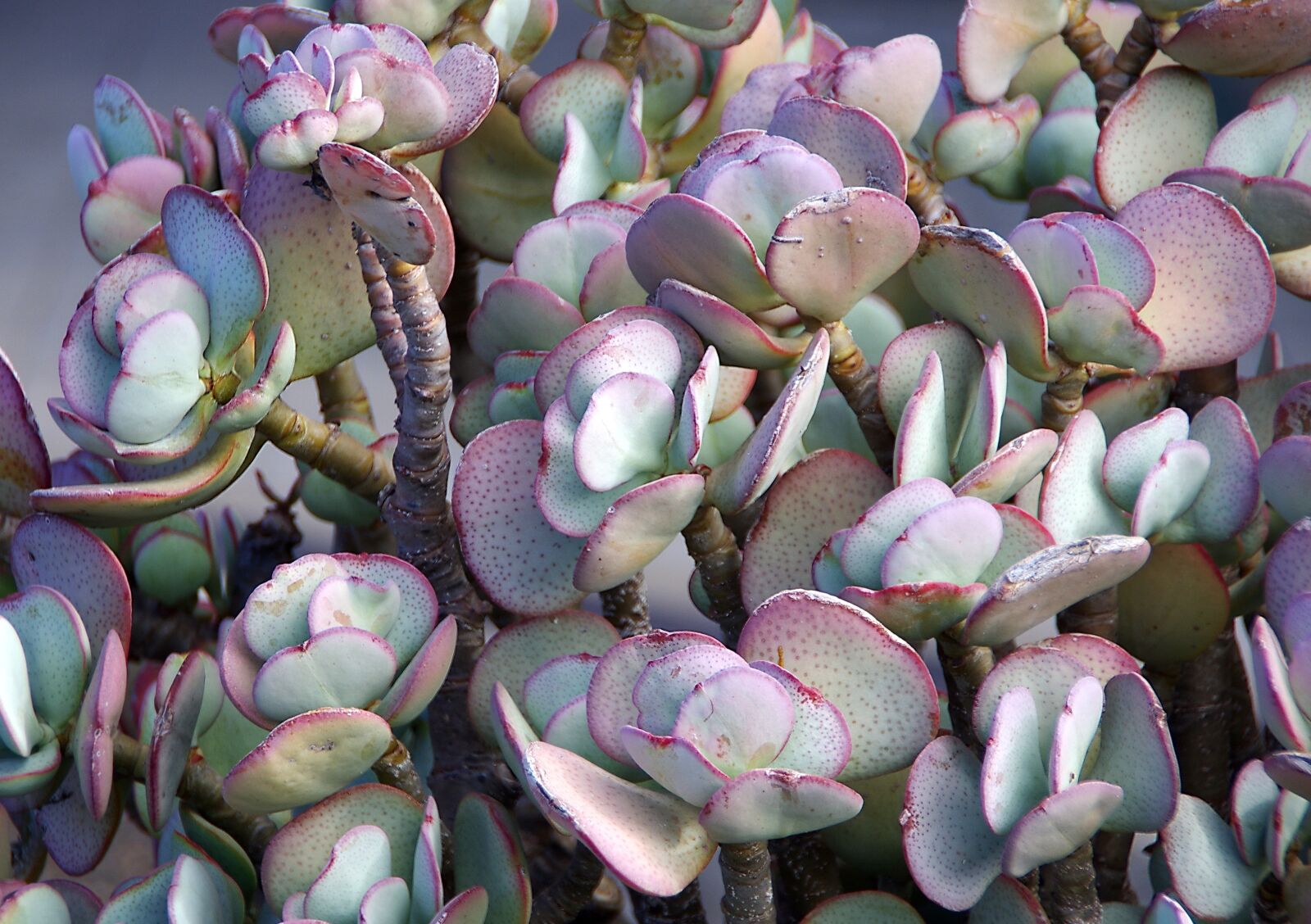 Pentax K-5 sample photo. Succulent, sedum, violet photography