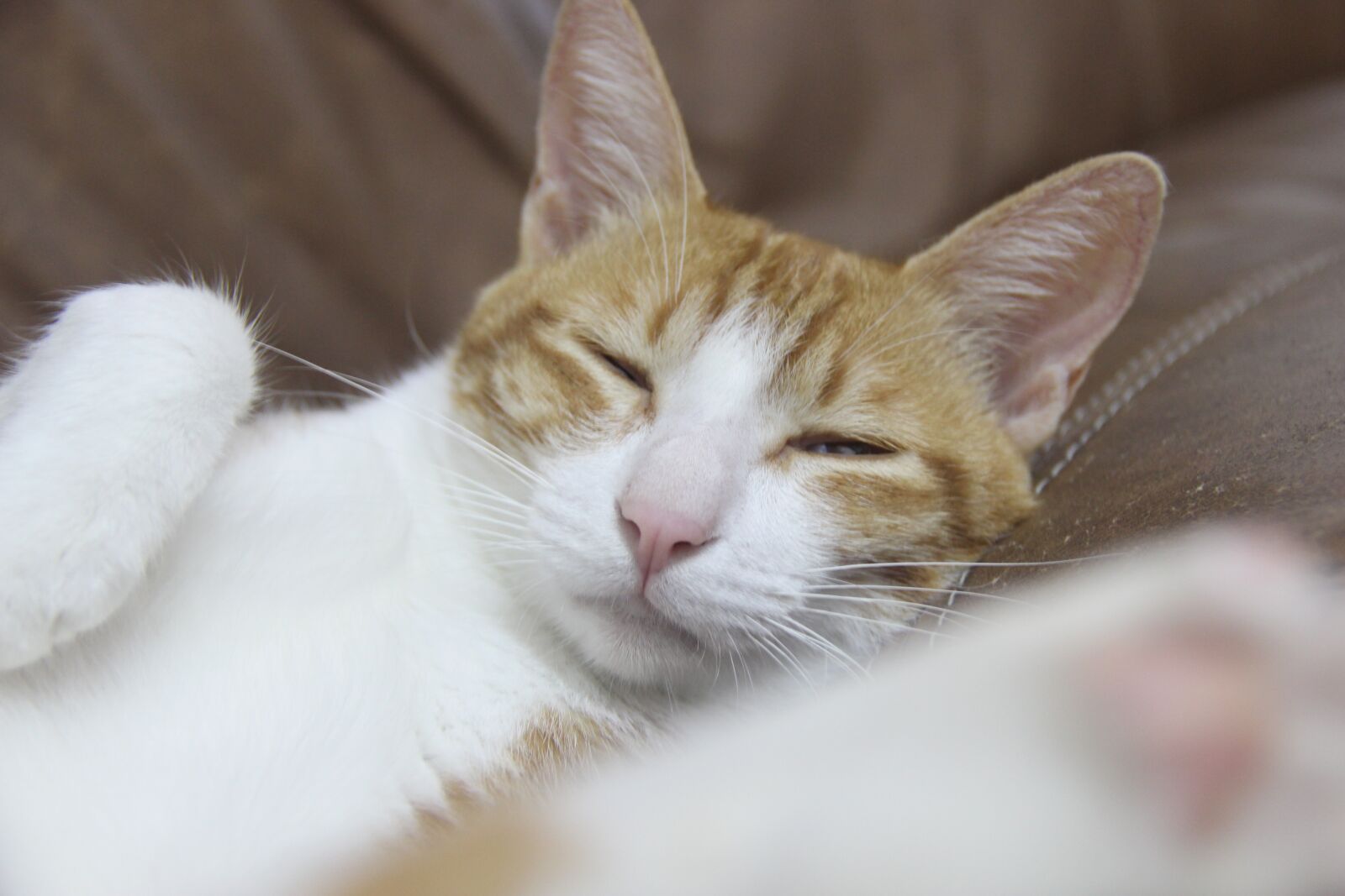 Canon EOS 600D (Rebel EOS T3i / EOS Kiss X5) sample photo. Cat, sleep, squinting photography