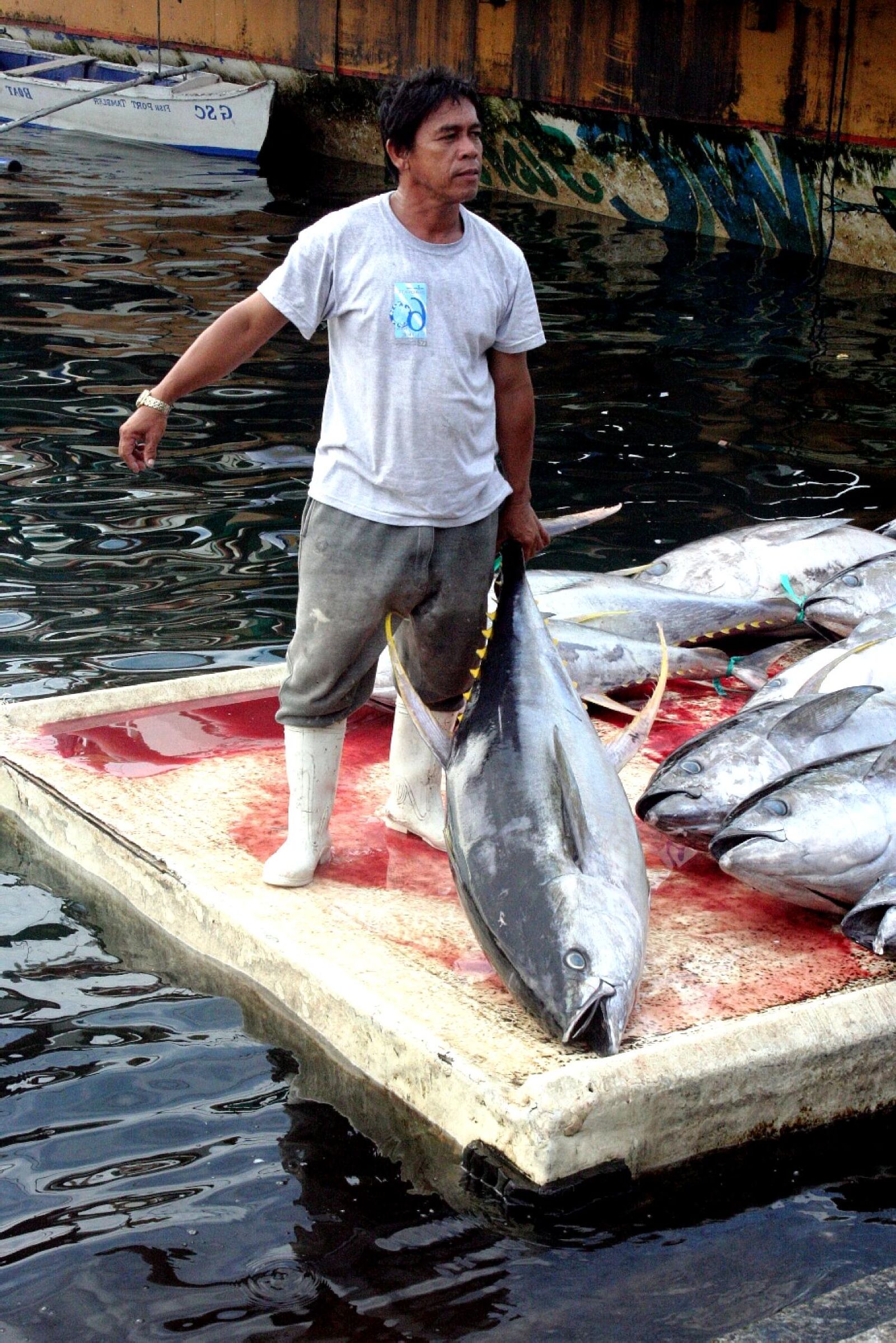 Canon EOS 350D (EOS Digital Rebel XT / EOS Kiss Digital N) sample photo. Fisherman, yellow, fin, tuna photography