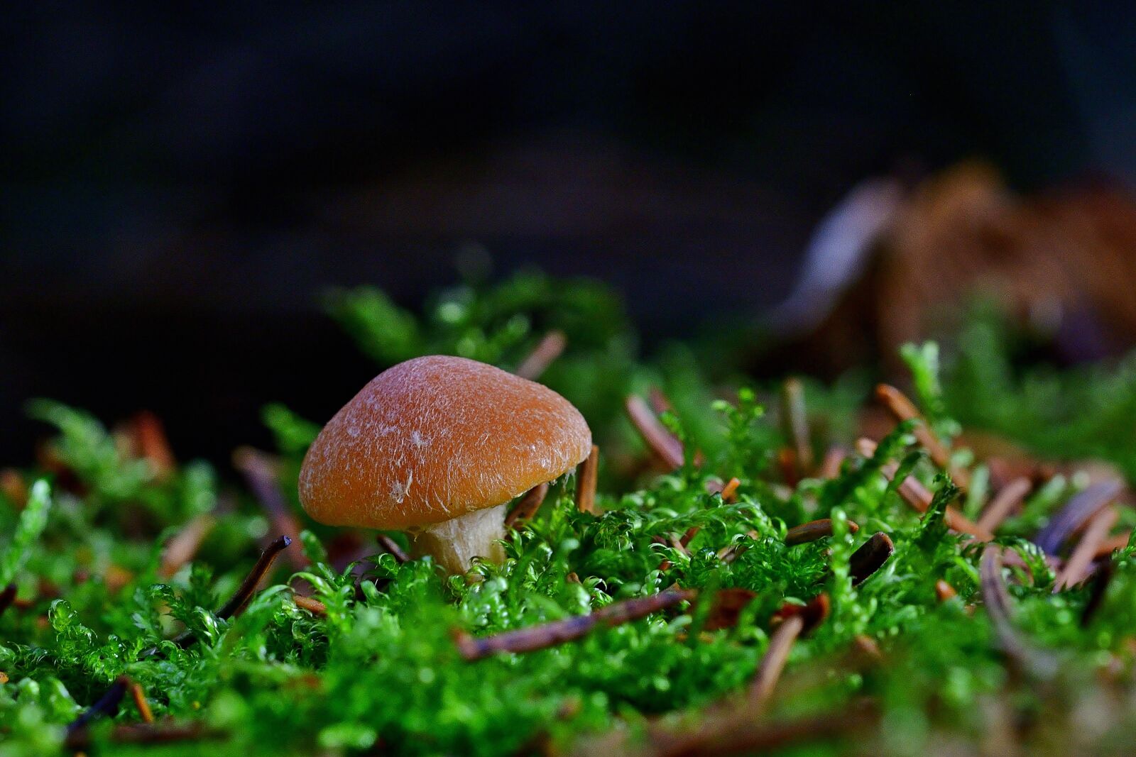 Nikon D5200 sample photo. Forest, mushroom, winter photography