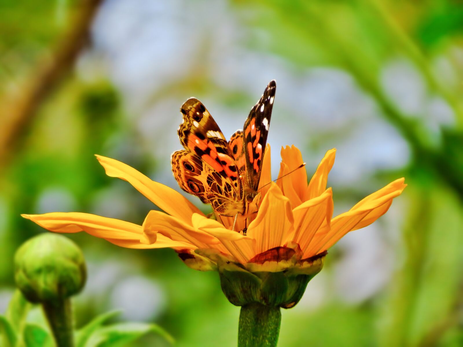 Canon PowerShot SX50 HS sample photo. Butterfly, sunflower, yellow photography