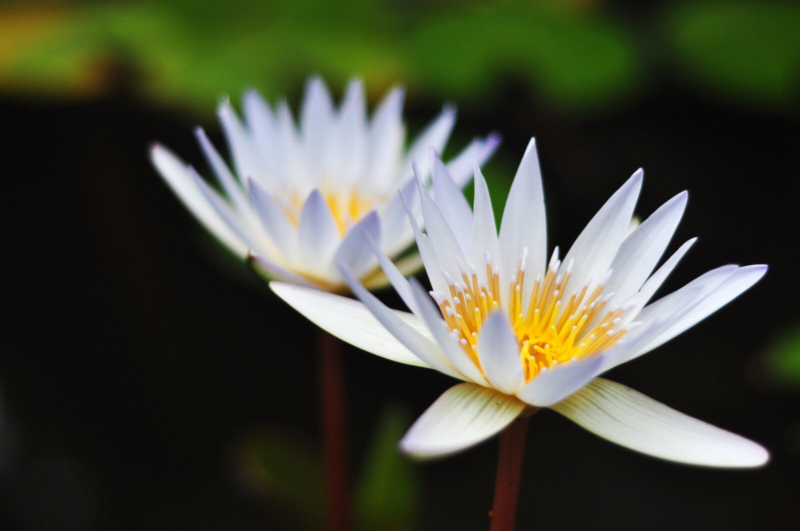 Nikon D90 sample photo. Waterlily, flower, lotus photography