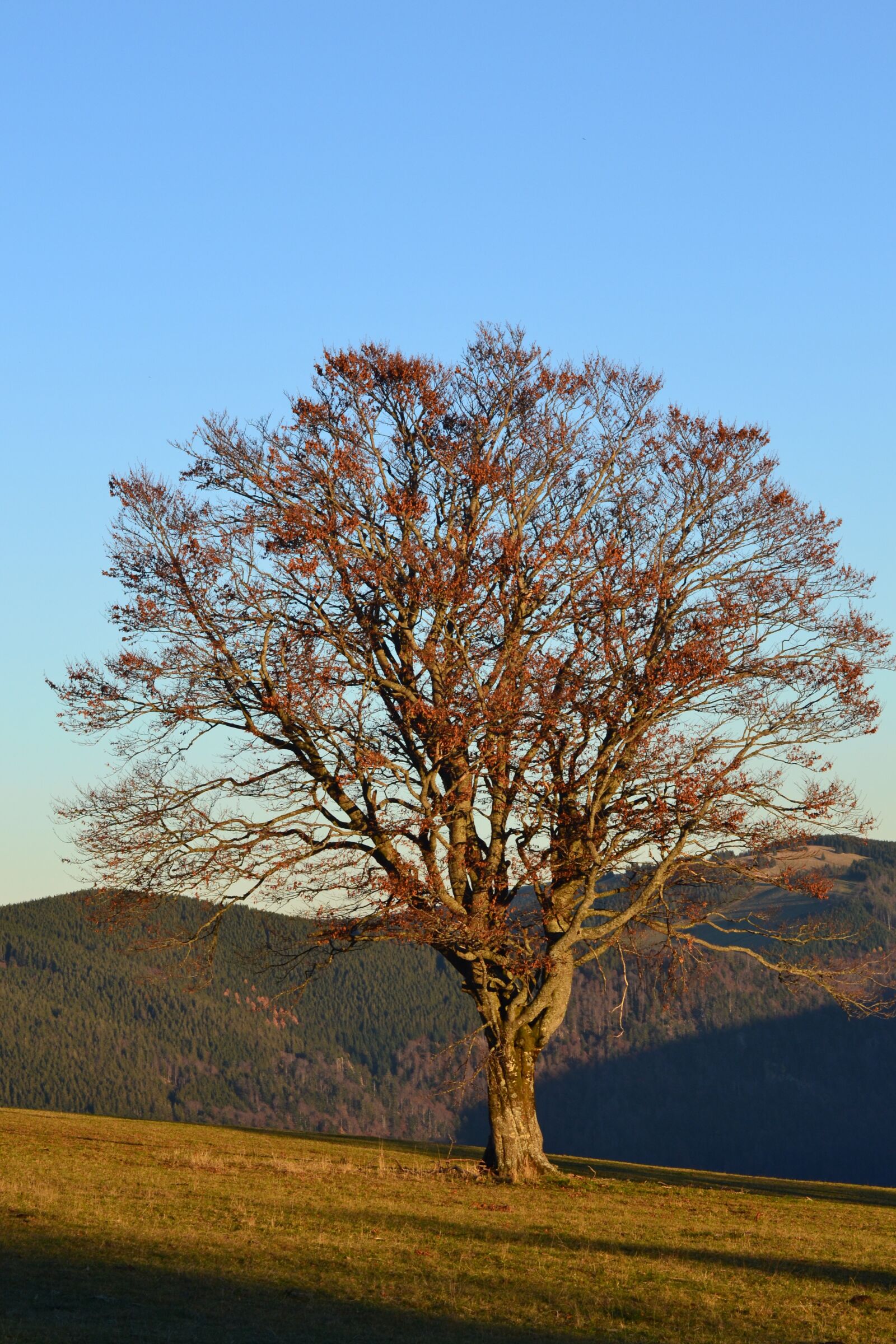 Nikon D3100 sample photo. Black forest, freiburg, schauinsland photography