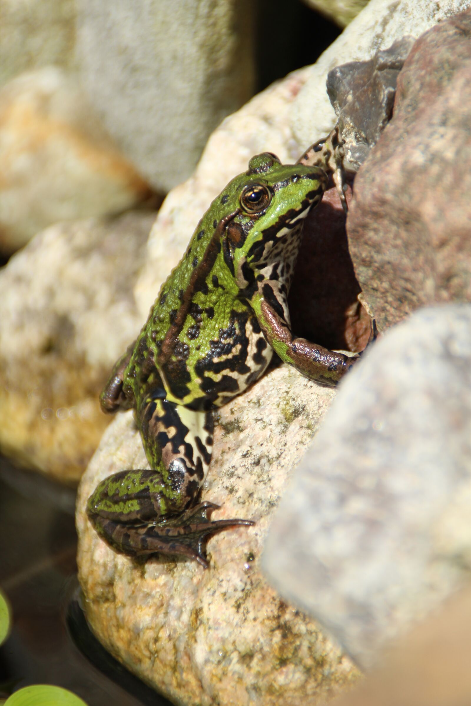 Canon EOS 1200D (EOS Rebel T5 / EOS Kiss X70 / EOS Hi) sample photo. Frog, animal, green photography