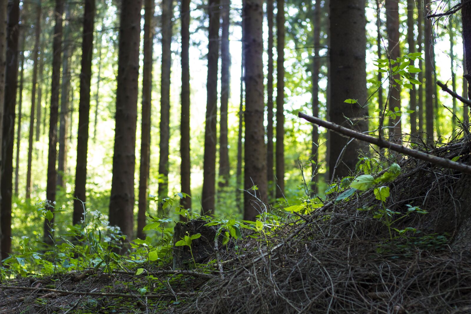 Canon EOS 600D (Rebel EOS T3i / EOS Kiss X5) + Canon EF 50mm F1.8 STM sample photo. Wood, tree, forest photography