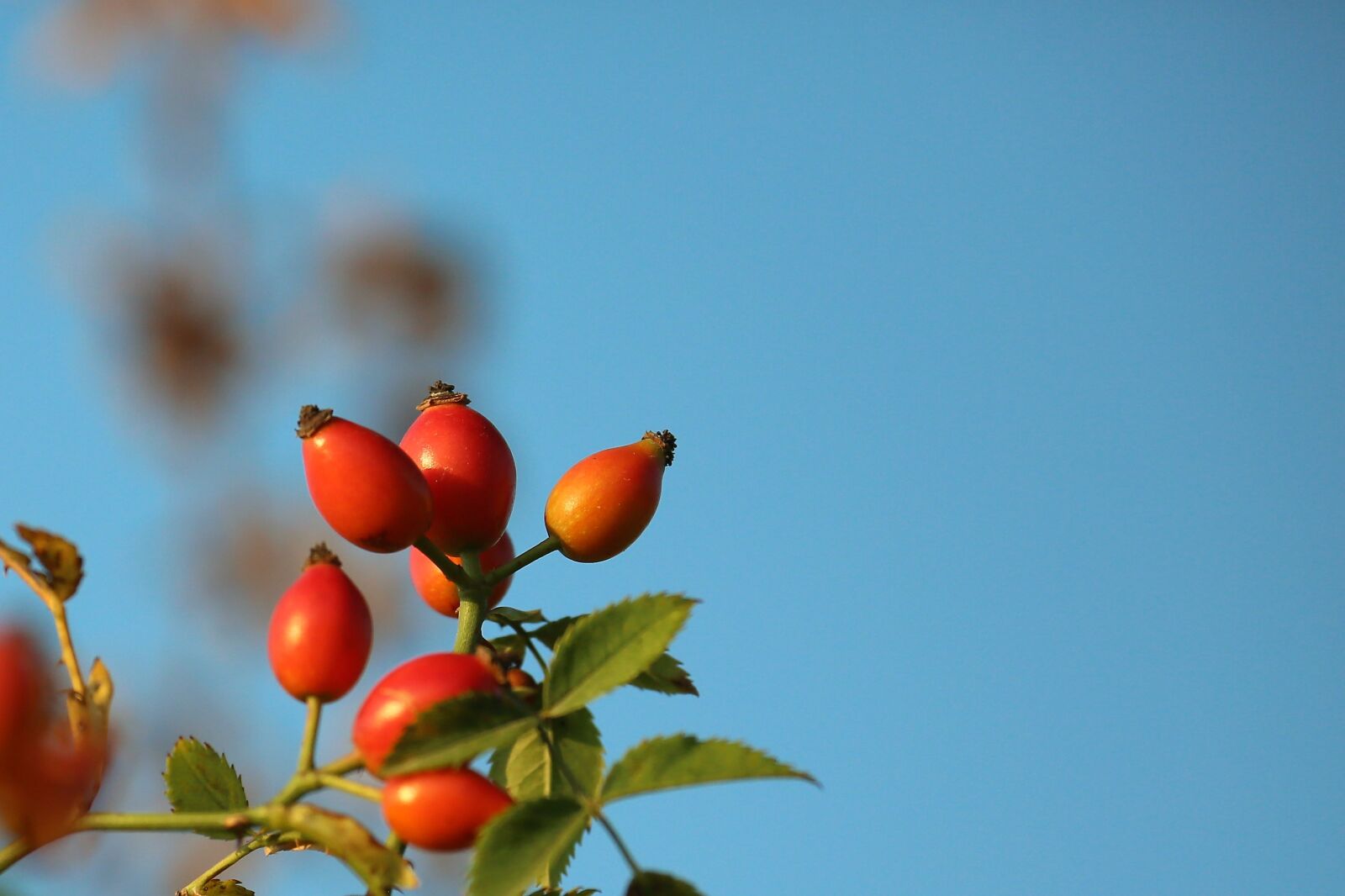 Canon EOS 5D Mark III + Canon EF 70-300mm F4-5.6L IS USM sample photo. Rosehip, nature, plant photography