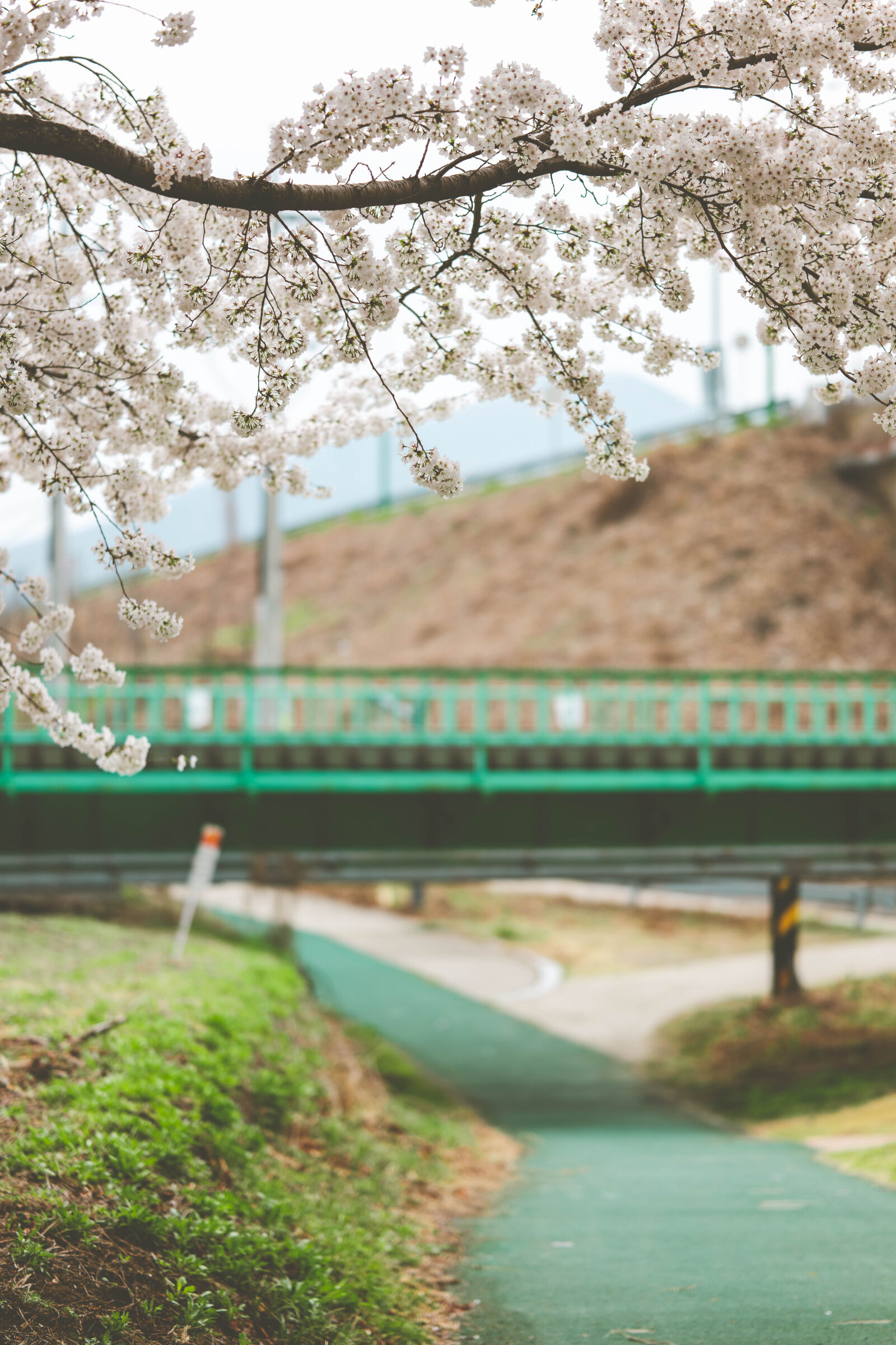 Nikon Z8 sample photo
