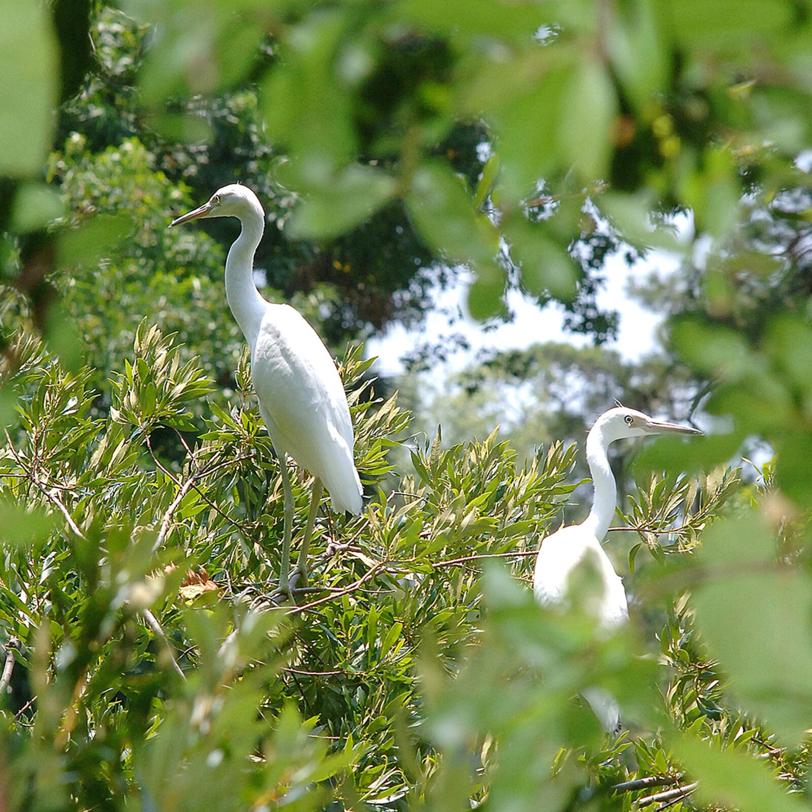 Nikon D2X sample photo. Birds, bird sanctuary, egret photography